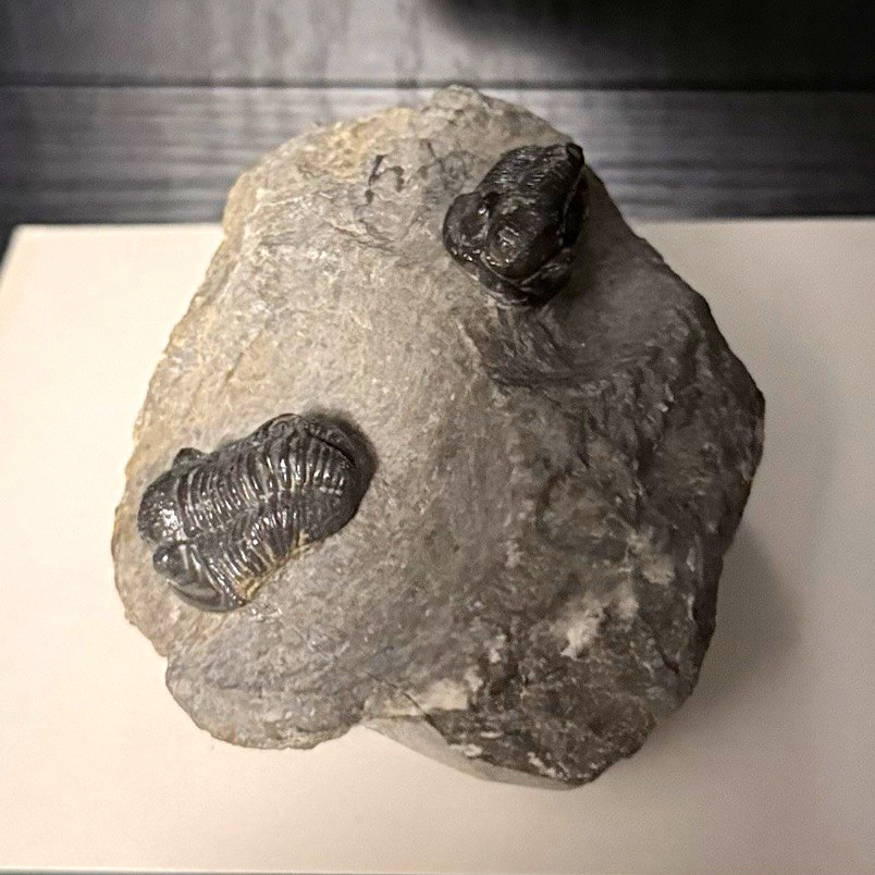 Trilobite Fossil Genuine Specimen Rock Matrix Two Trilobites Excellent Condition Trilobite Fossil Genuine Specimen Rock Matrix Two Trilobites Excellent Condition