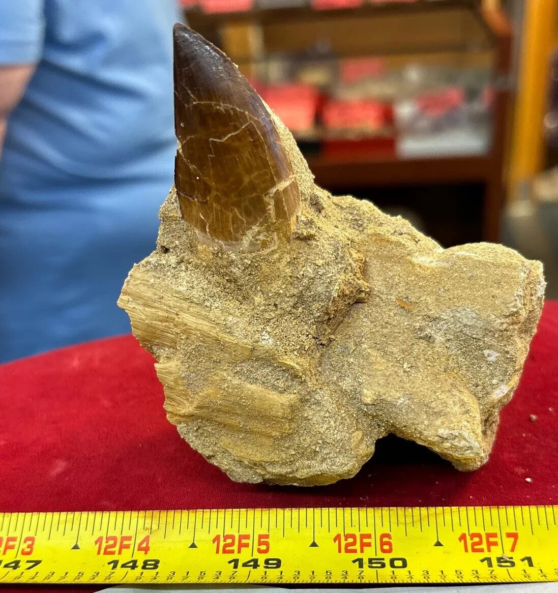 245g Mosasaurus Tooth in Matrix Excellent Condition - Utah, US 245g Mosasaurus Tooth in Matrix Excellent Condition - Utah, US