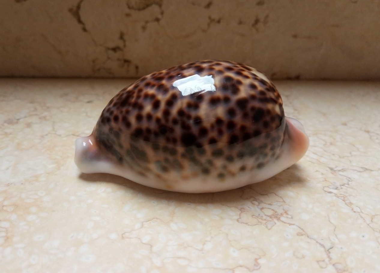 F cypraea pantherina HUGE SIZE 96.1 mm F+++ WOW specimen NICE red sea shell F cypraea pantherina HUGE SIZE 96.1 mm F+++ WOW specimen NICE red sea shell