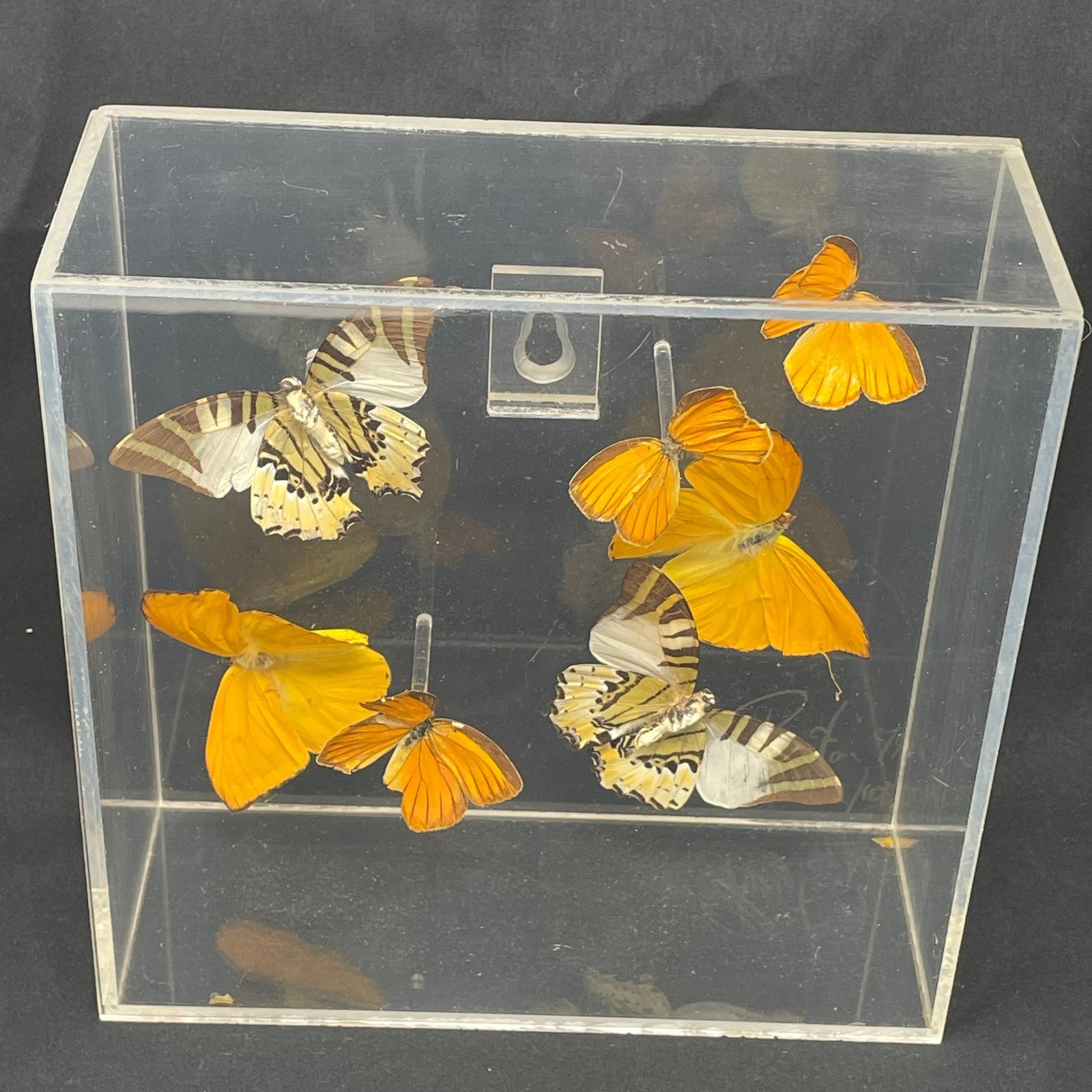 Vintage Purington 79 Signed Real Butterfly Taxidermy Lucite Case 72/100 Limited