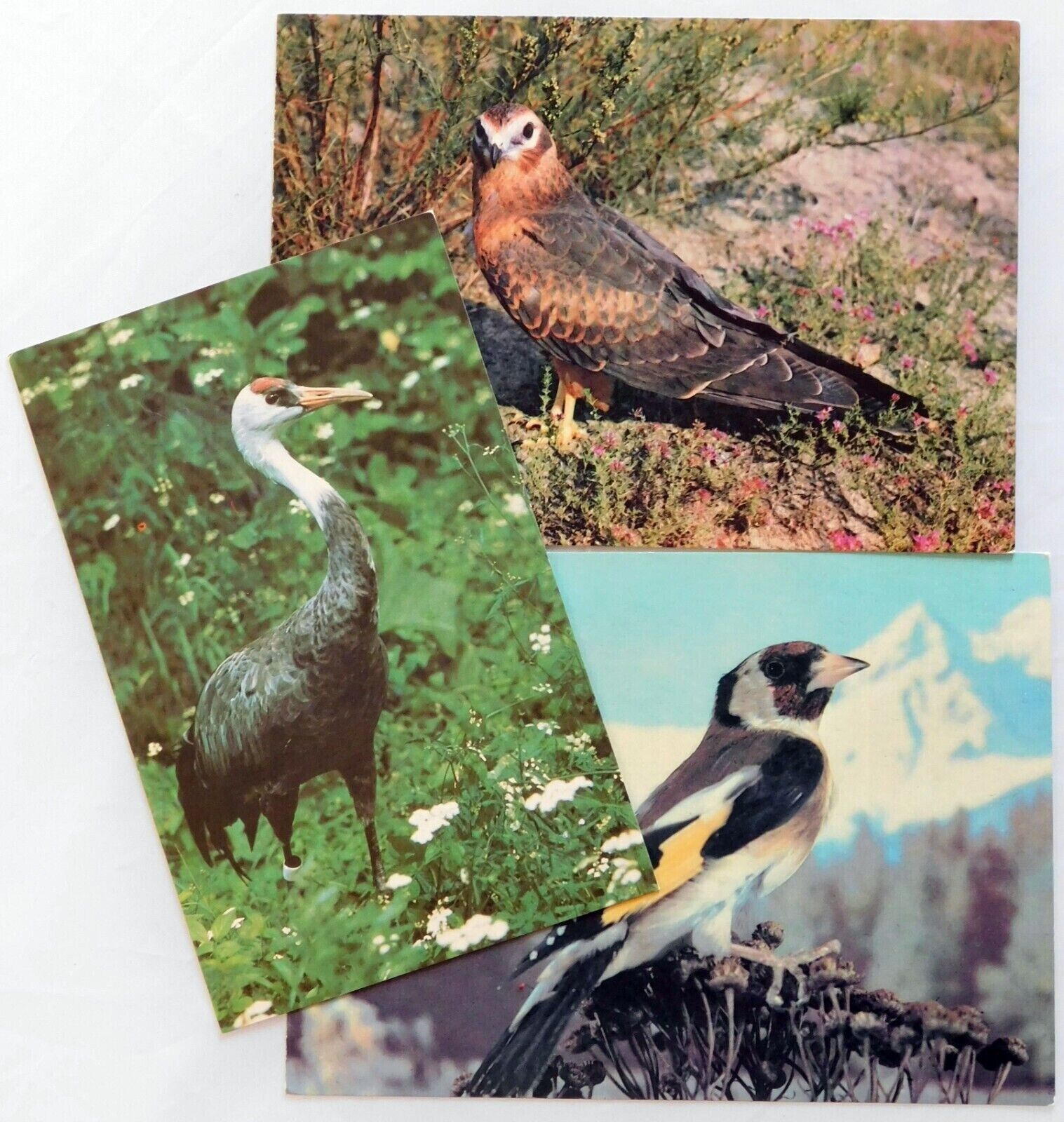 Postcards BIRDS of the USSR Moscow Planeta Vintage 1984-1985 Set of 3 pcs.