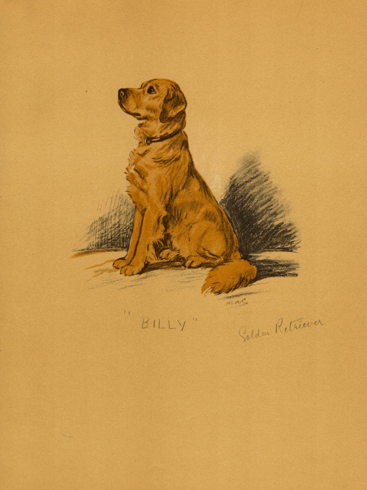 1930s Vintage Lucy Dawson Golden Retriever Print Golden Retriever Art 7115k 1930s Vintage Lucy Dawson Golden Retriever Print Golden Retriever Art 7115k
