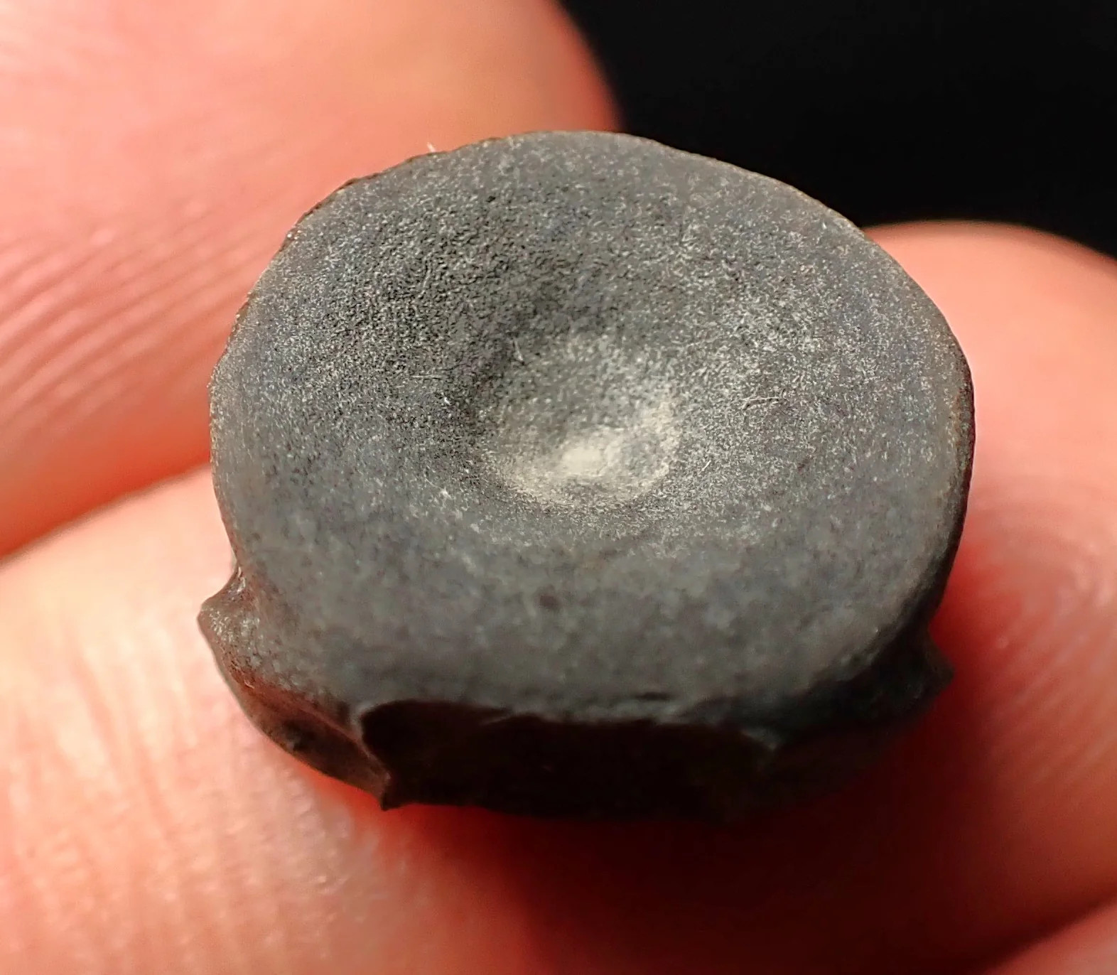 Juvenile Jurassic ichthyosaur bone (vertebra) from Lyme Regis (13mm)