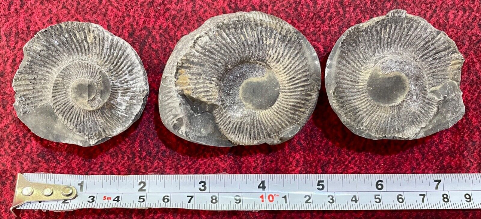 RARE 3 piece Saligram - Ammonite Fossils from Himalayan Mountains Nepal 240 gms