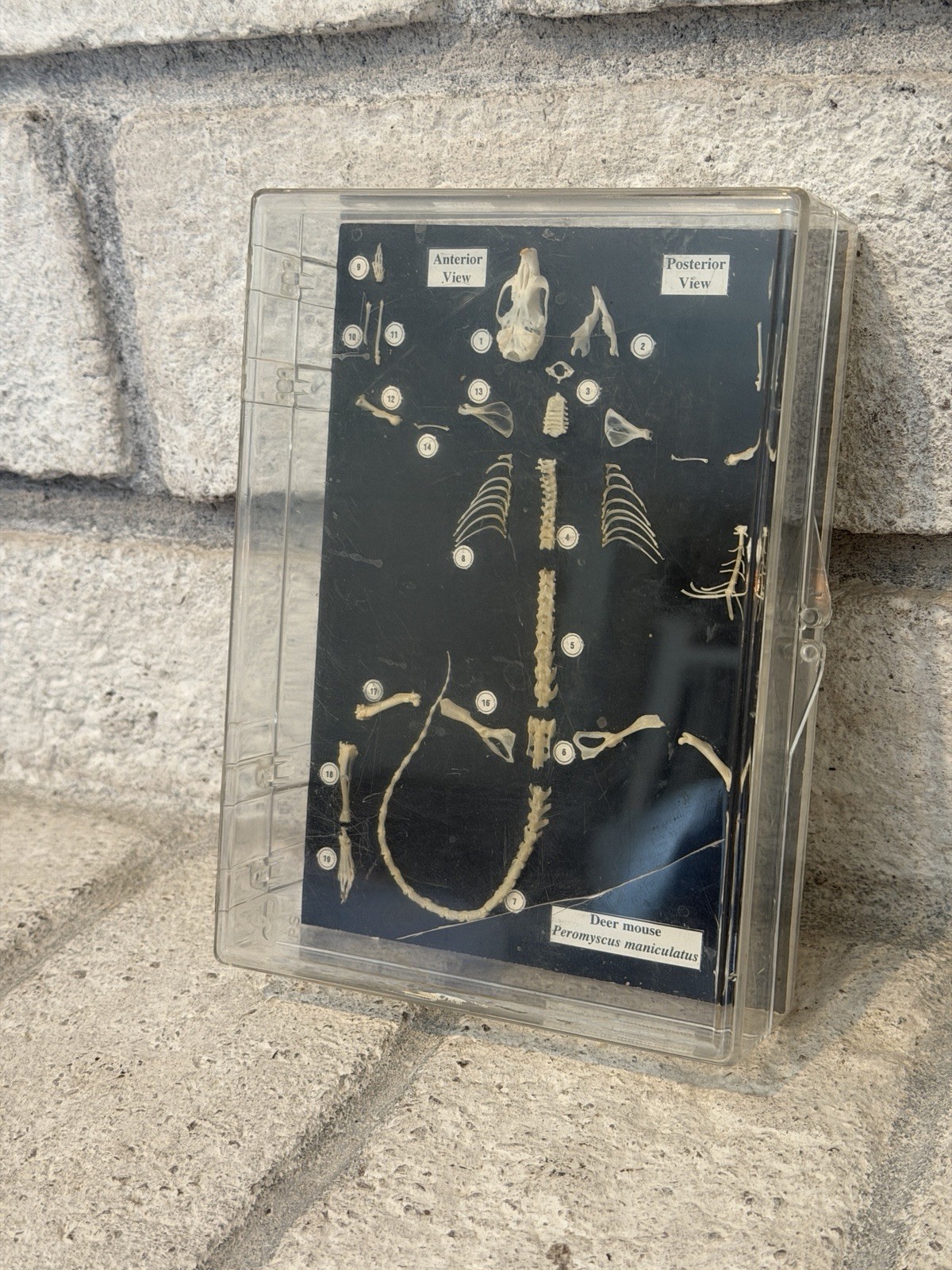 Very Rare Vintage Boreal Laboratories House Mouse Skeleton Taxidermy Very Rare Vintage Boreal Laboratories House Mouse Skeleton Taxidermy
