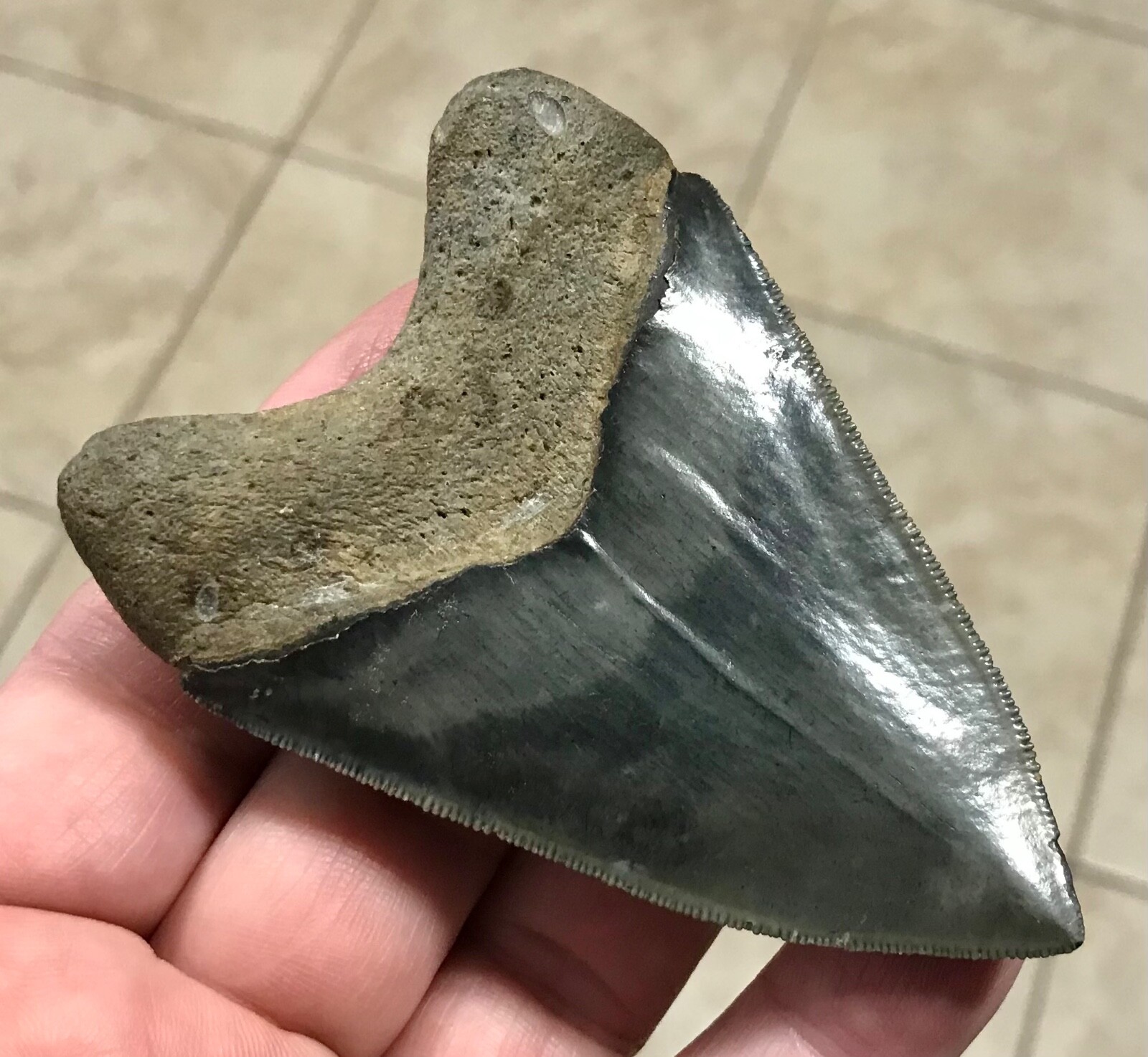 EXTRA RARE & PHENOMENAL - 3.66” -GOLDEN BEACH,FL.- MEGALODON SHARKTOOTH FOSSIL