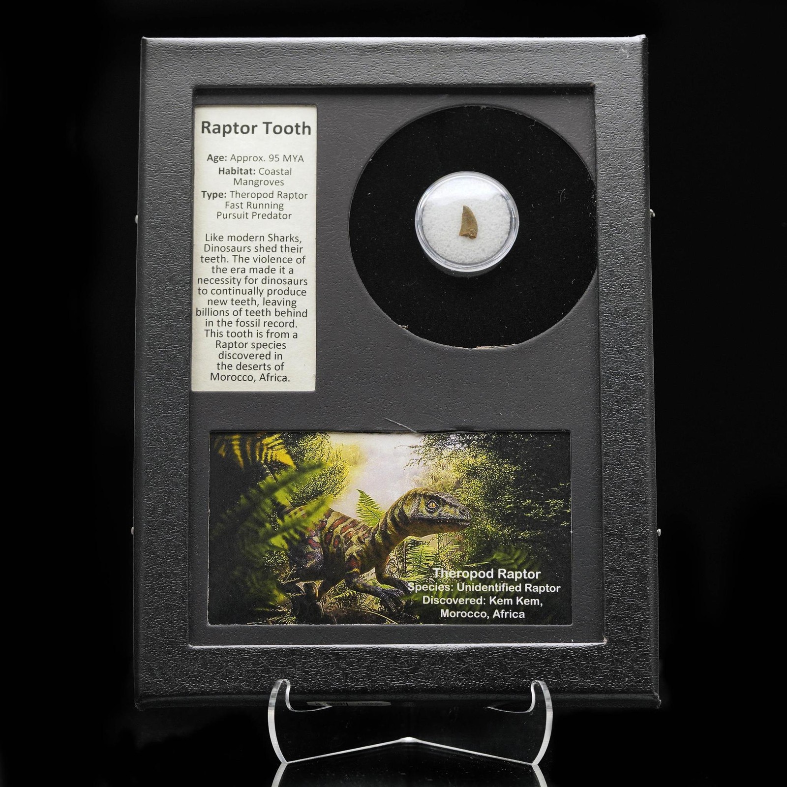 Authentic Raptor Tooth Fossil in Collector’s Display Box Authentic Raptor Tooth Fossil in Collector’s Display Box