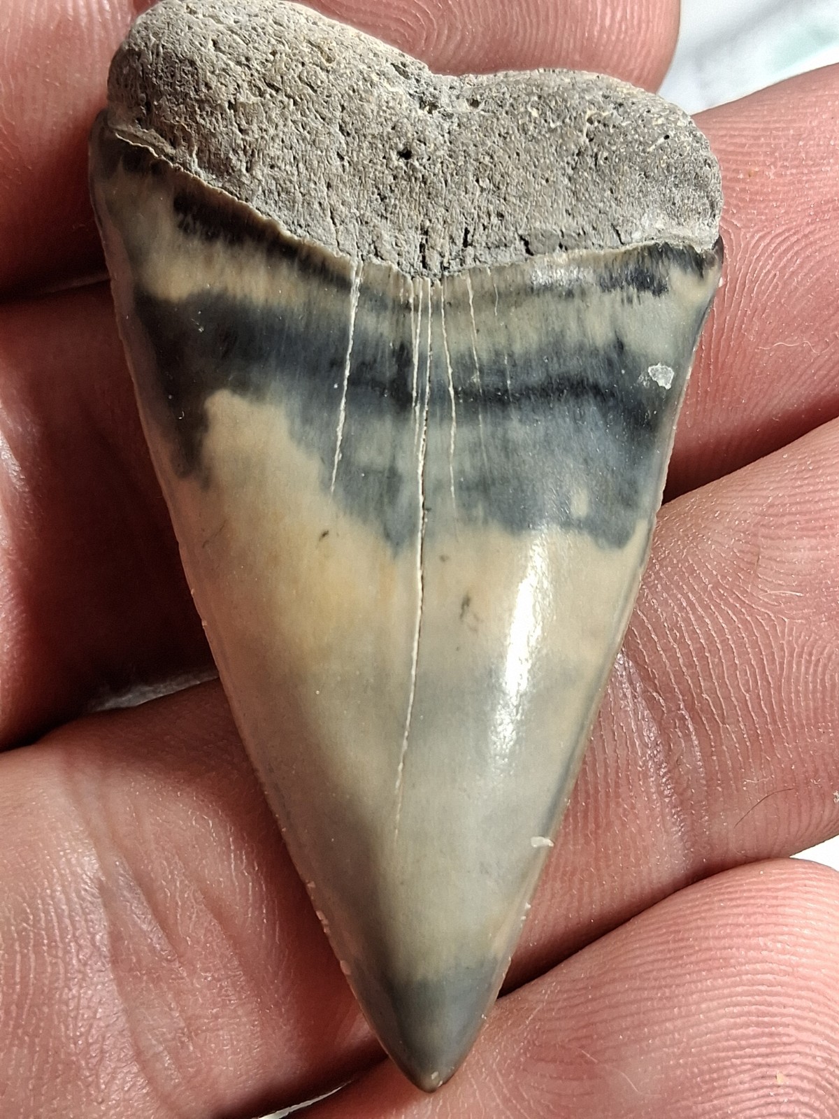 Extinct Lesser Great White Mako Hastalis From Venice Fl Golden Beach 2.21 Extinct Lesser Great White Mako Hastalis From Venice Fl Golden Beach 2.21