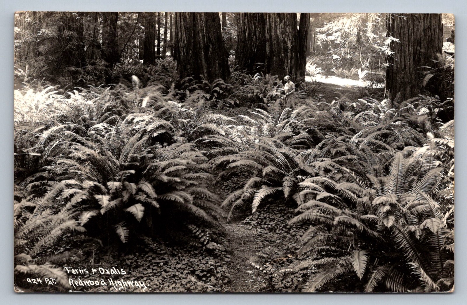 Postcard RPPC CA Redwood Highway Ferns Oxalis Patterson c. 1930s Unposted J455 Postcard RPPC CA Redwood Highway Ferns Oxalis Patterson c. 1930s Unposted J455