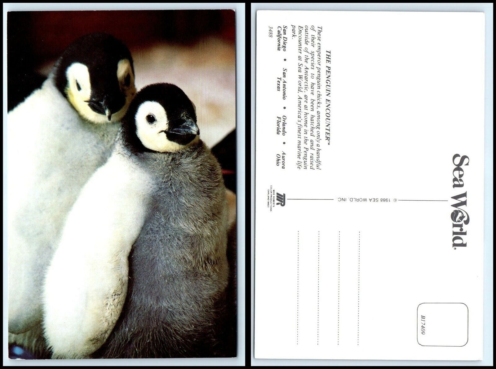  Vintage Postcard - Emperor Penguin Chicks B19