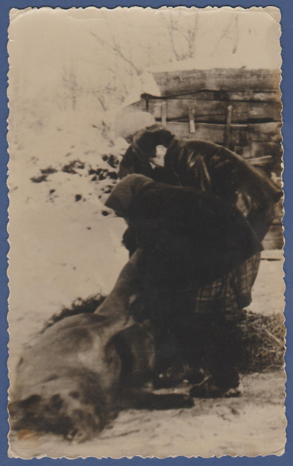 Weird photo. Man and Woman slaughtering and butchering boar pig Vintage Photo