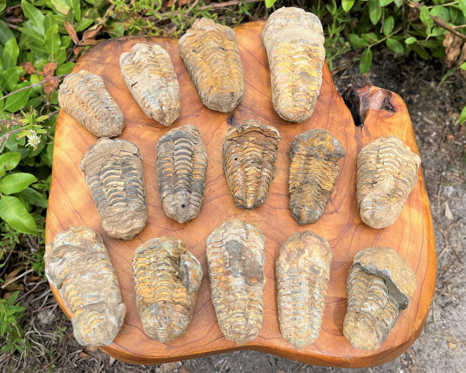 LARGE Natural Trilobite Fossil, 500 Million Year Old Genuine Arthropod Specimen