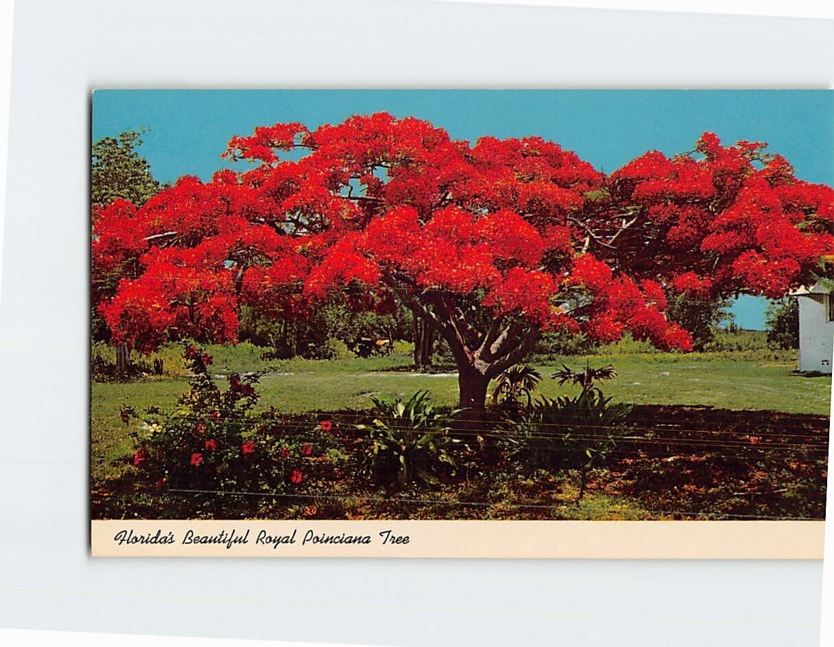 Postcard Beautiful Royal Poinciana Tree Florida USA