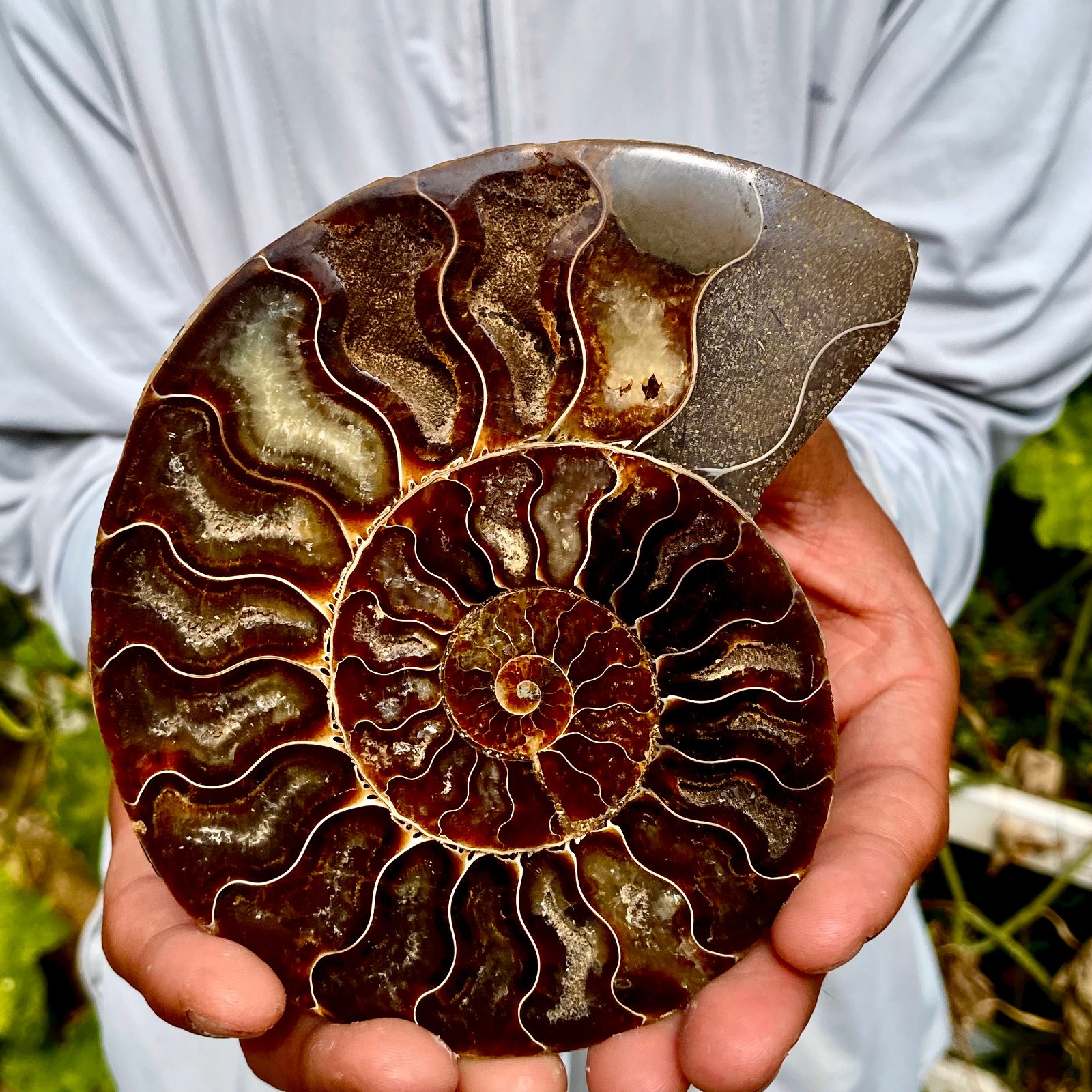 283G  Rare natural polished Natural conch fossil specimens of Madagascar