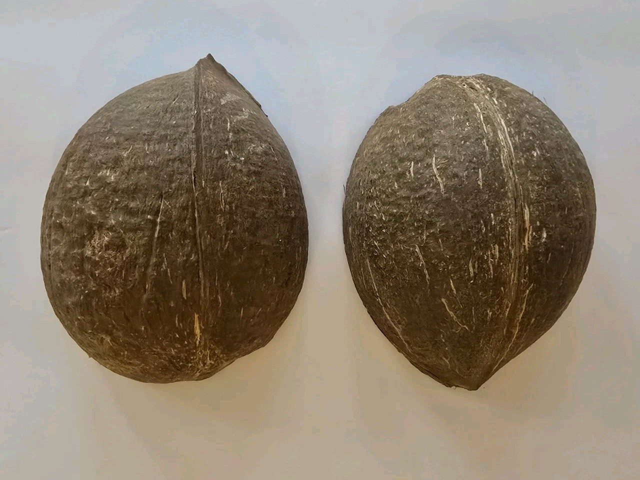 LOT 56 Coconut Shell Halves 100% Natural Cleaned & Sun Dried, Crafts Home Decor LOT 56 Coconut Shell Halves 100% Natural Cleaned & Sun Dried, Crafts Home Decor