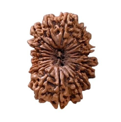21 Mukhi Rudraksha Original Certified Nepali Big Size 27mm with Capping 21 Face 21 Mukhi Rudraksha Original Certified Nepali Big Size 27mm with Capping 21 Face