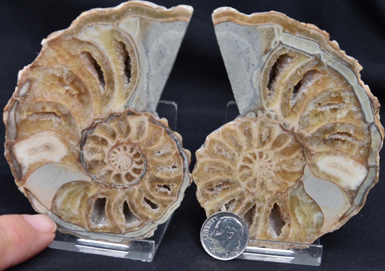 2200 RARE TEXAS PAIR Ammonite 320gm LG 3.7