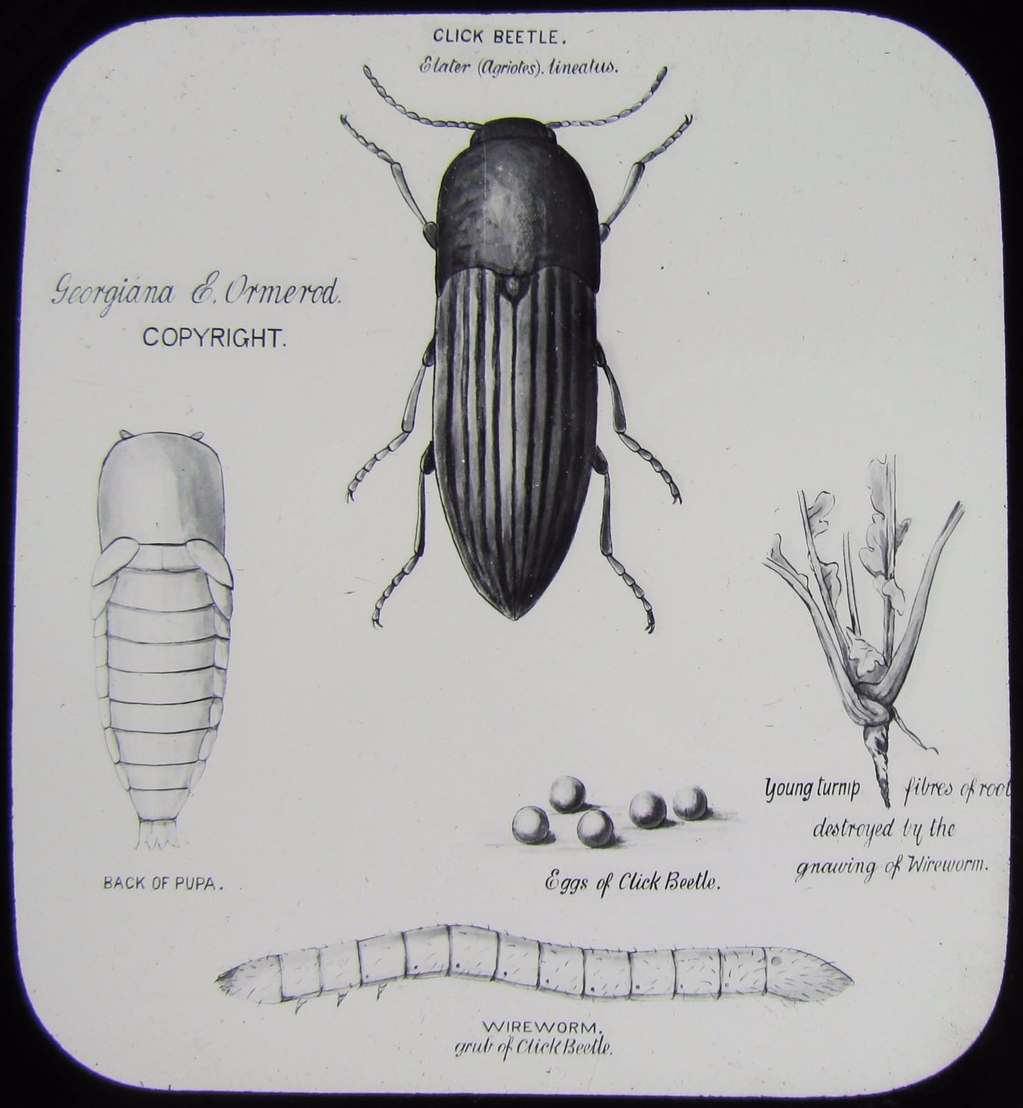 Glass Magic Lantern Slide CLICK BEETLE C1890 DRAWING Glass Magic Lantern Slide CLICK BEETLE C1890 DRAWING