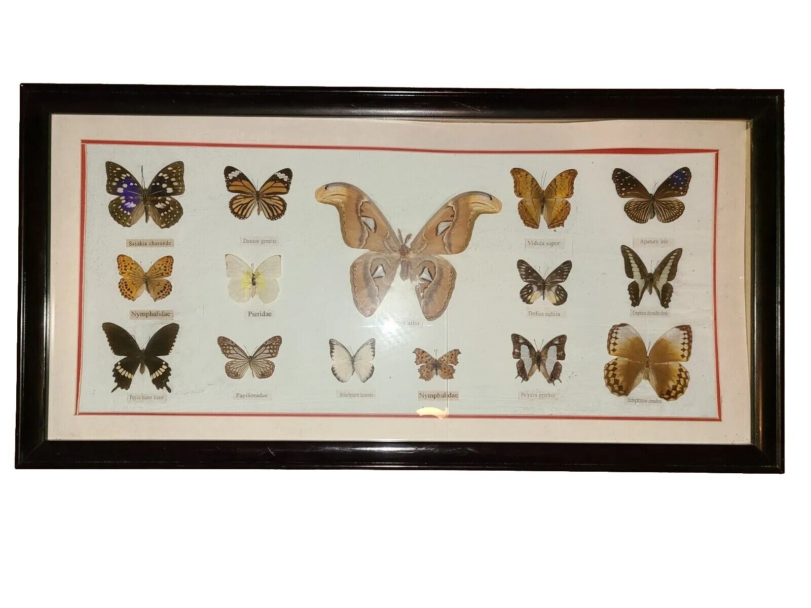 🦋Vintage Framed Butterfly Taxidermy 15 Total ATTACUS ATLAS & More 31×15.5\