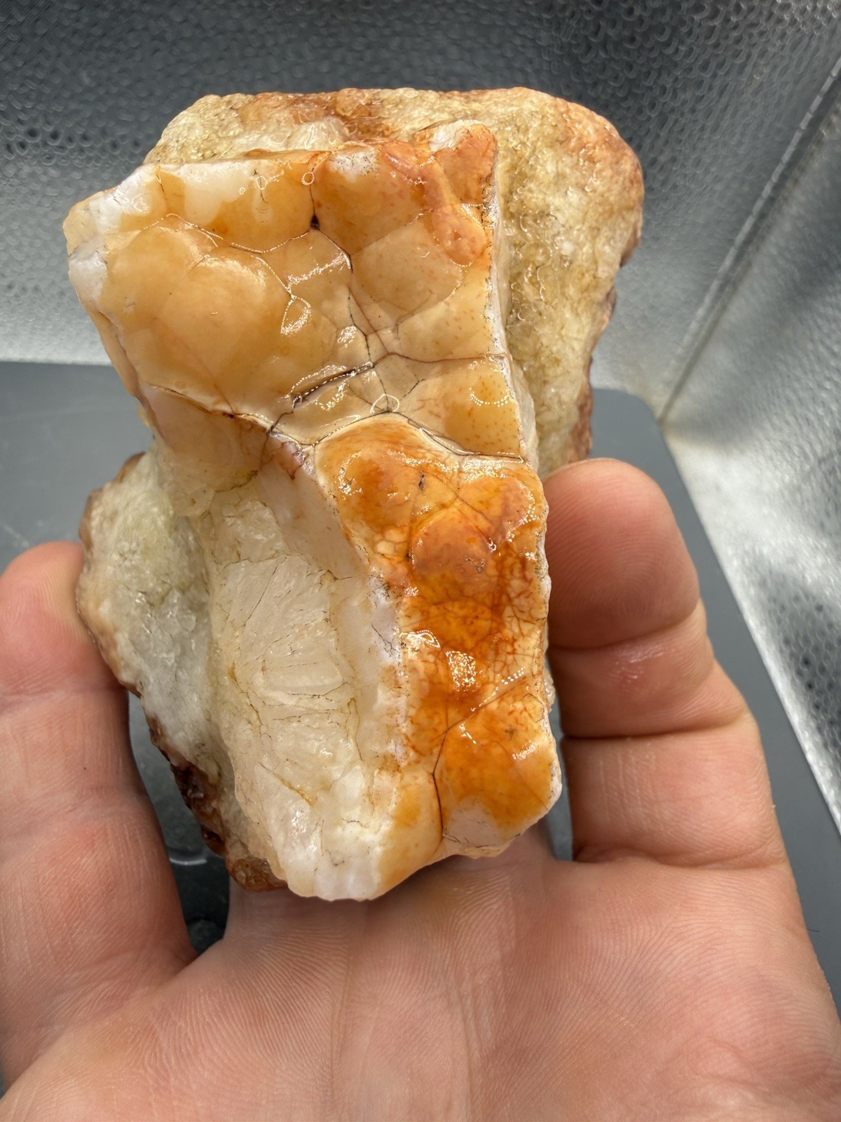 Fossilized Indiana Geode Quartz Botryoidal Red Agate Bryozoan Slice 2,000 Carats Fossilized Indiana Geode Quartz Botryoidal Red Agate Bryozoan Slice 2,000 Carats
