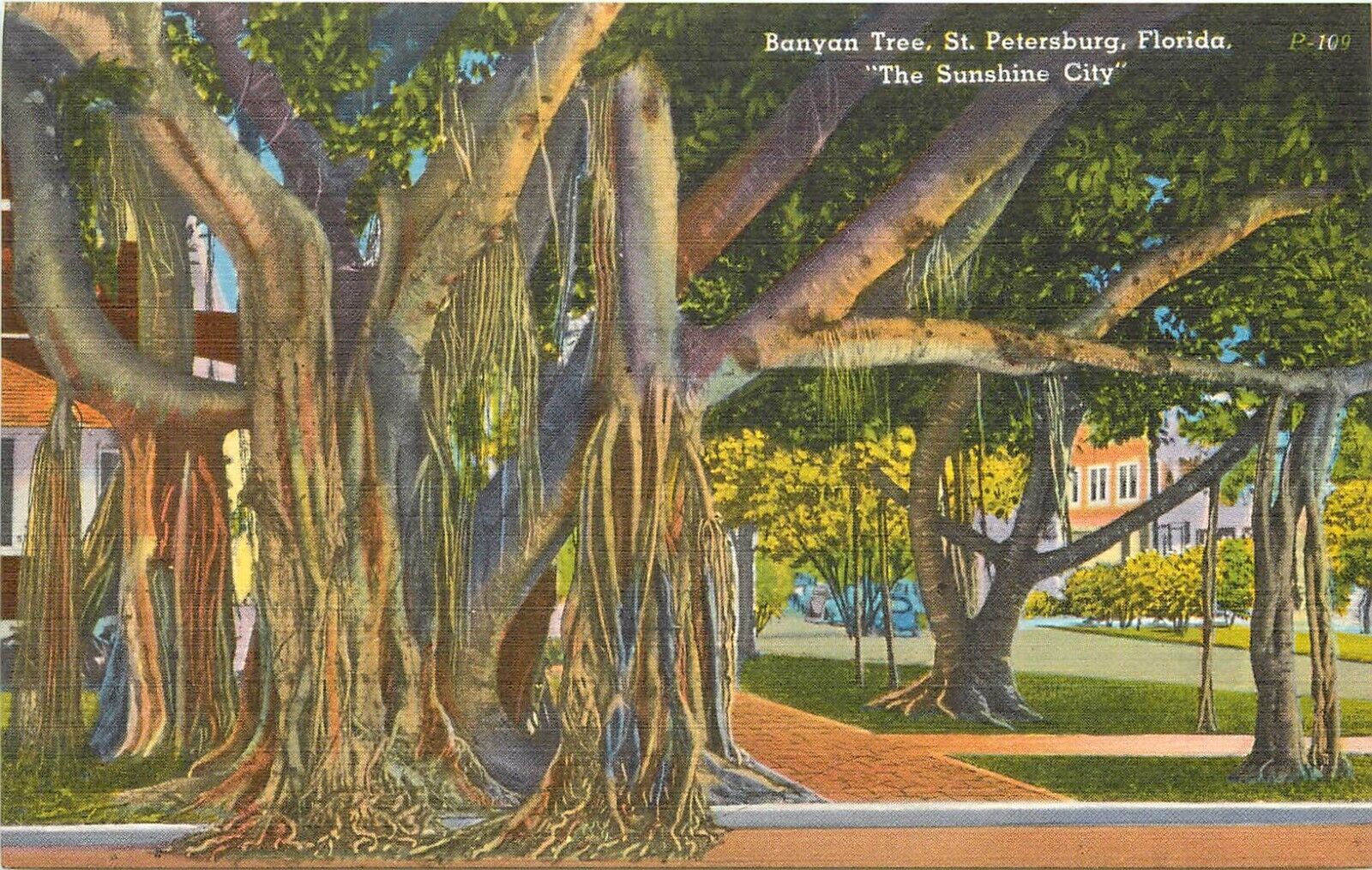 Banyan Tree St Petersburg Florida Postcard