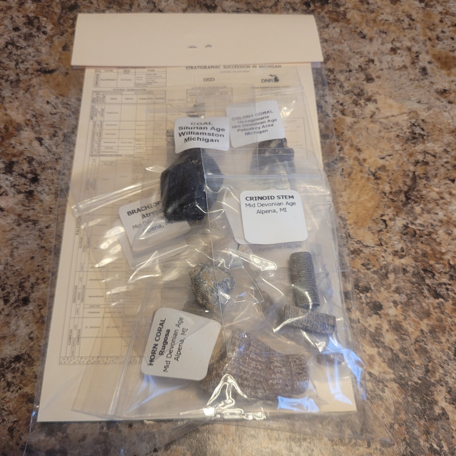 Fossil Set - Fossils Of Michigan Fossil Set - Fossils Of Michigan
