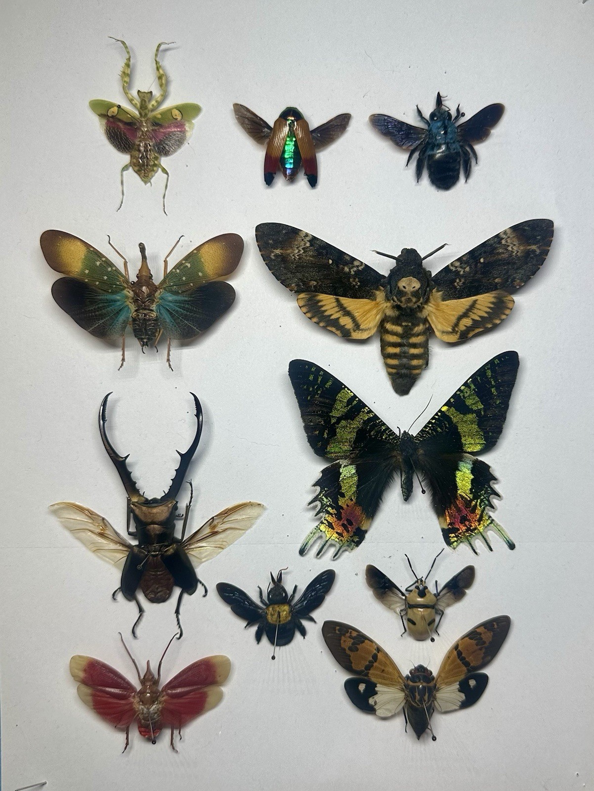 An assortment of moths & insects ready mounted An assortment of moths & insects ready mounted
