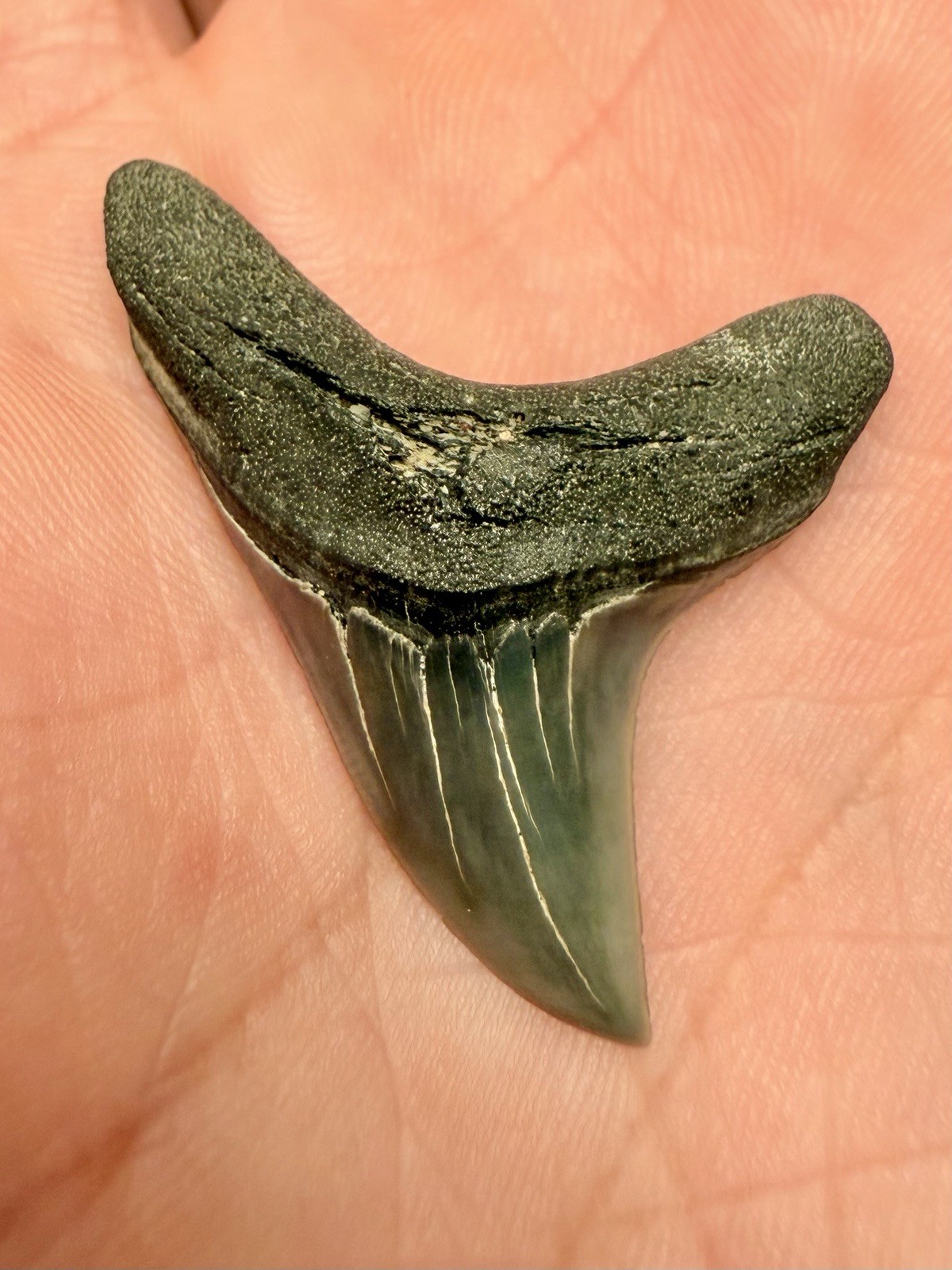 Giant Thresher Shark Tooth, 1.54”, Alopias Grandis, EXCELLENT condition Giant Thresher Shark Tooth, 1.54”, Alopias Grandis, EXCELLENT condition