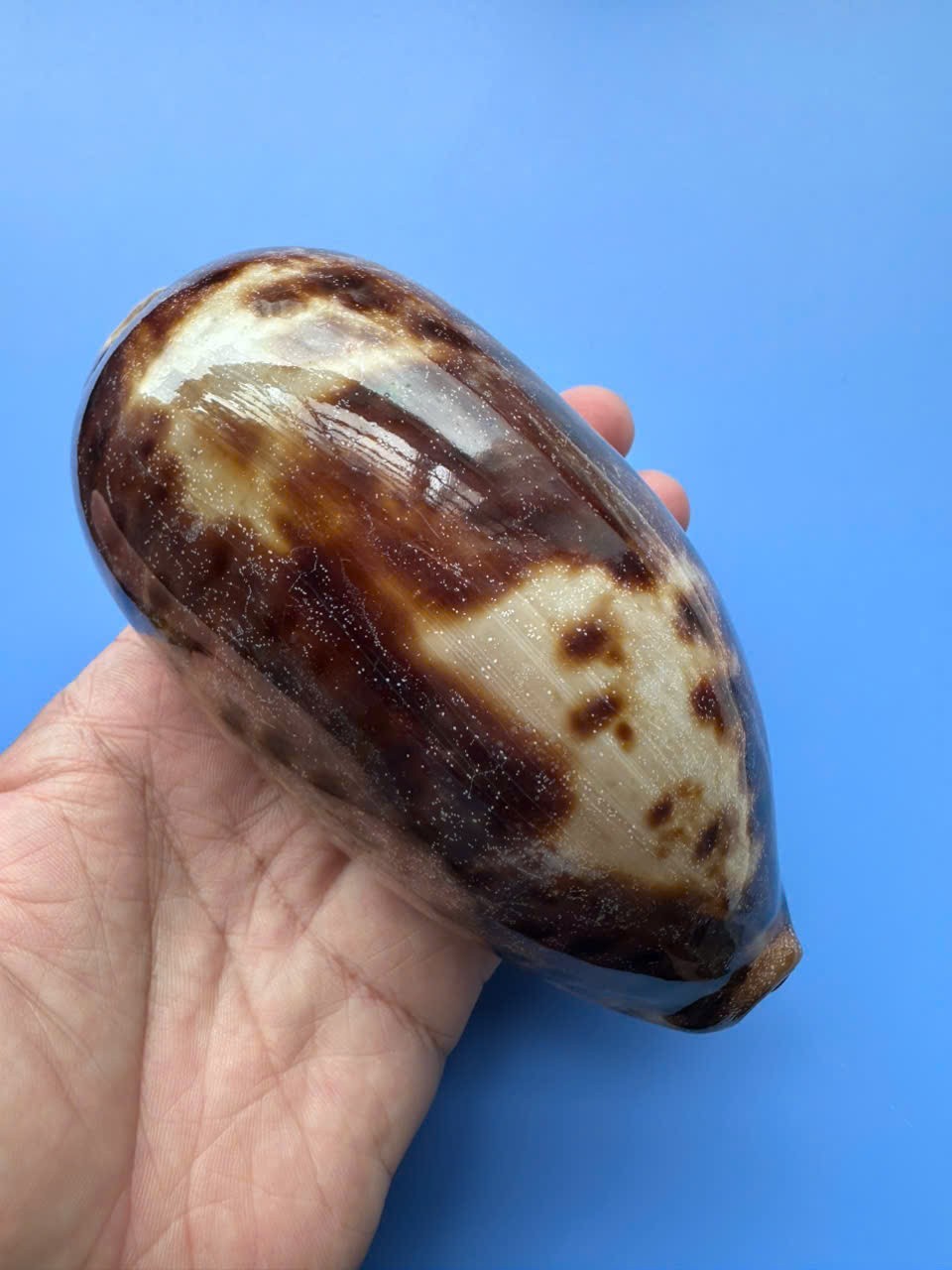 136.2mm | Cypraea Testudinaria | F+++ GEM| SUPER GIANT size | Beautiful shell 136.2mm | Cypraea Testudinaria | F+++ GEM| SUPER GIANT size | Beautiful shell