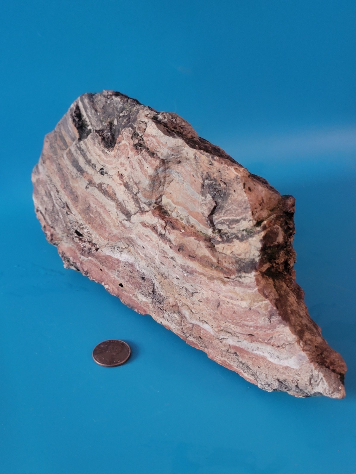 Stramatolite from Bighorn Basin WYOMING 3lbs 8oz BANDED Silicified Top Quality Stramatolite from Bighorn Basin WYOMING 3lbs 8oz BANDED Silicified Top Quality