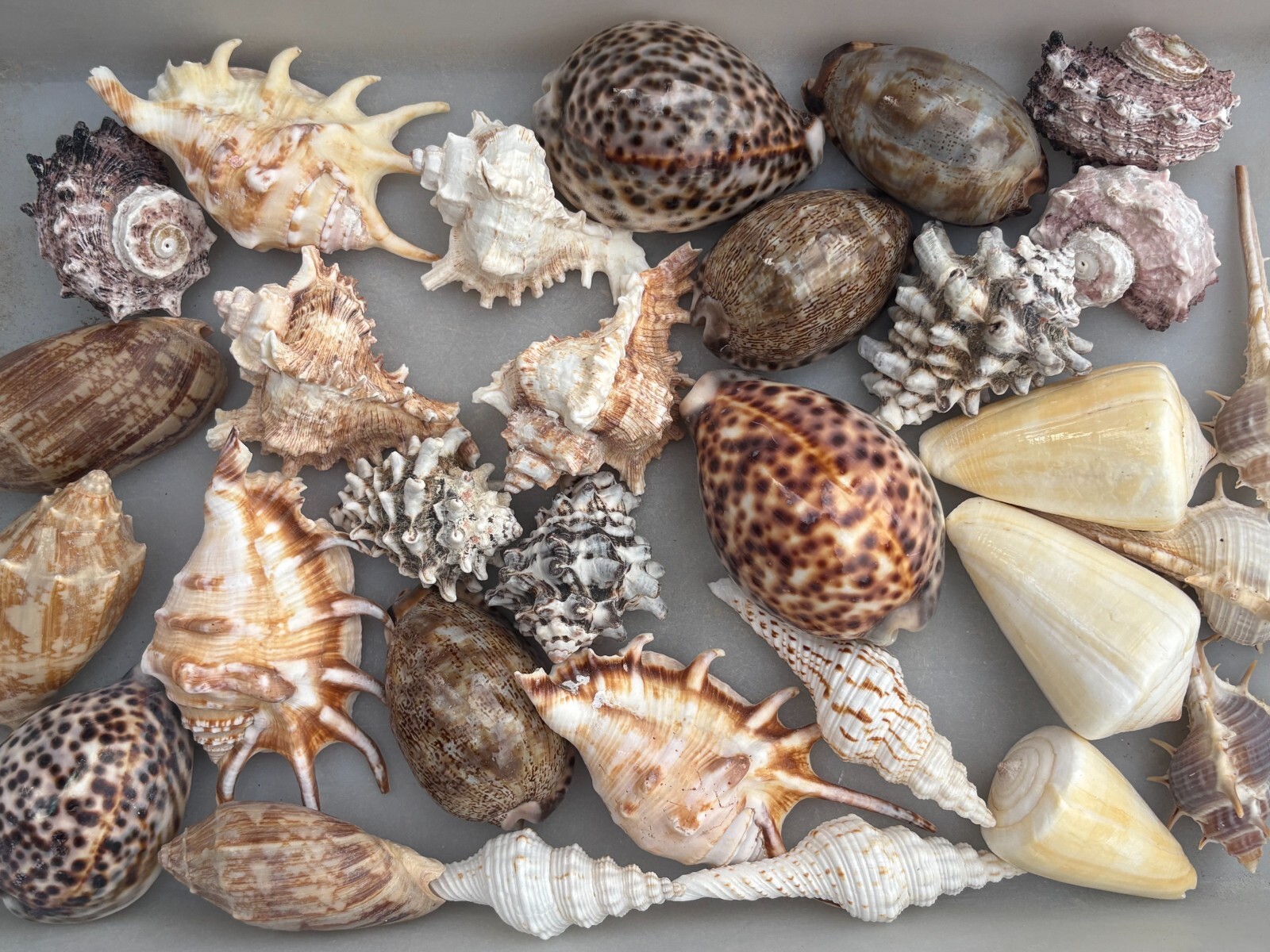 Large Seashells Assortment 10 Different Species Best Value Large Seashells Assortment 10 Different Species Best Value