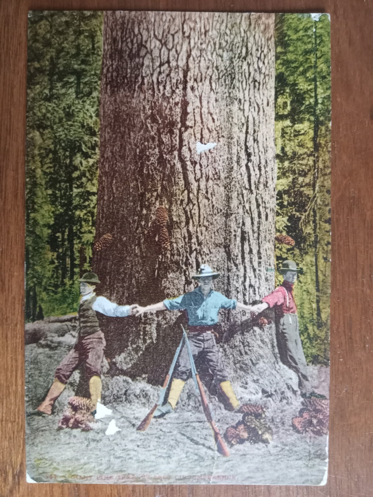c1910s Three Guys and a Big ol Tree, PNW, E H Mitchell, creased, image loss