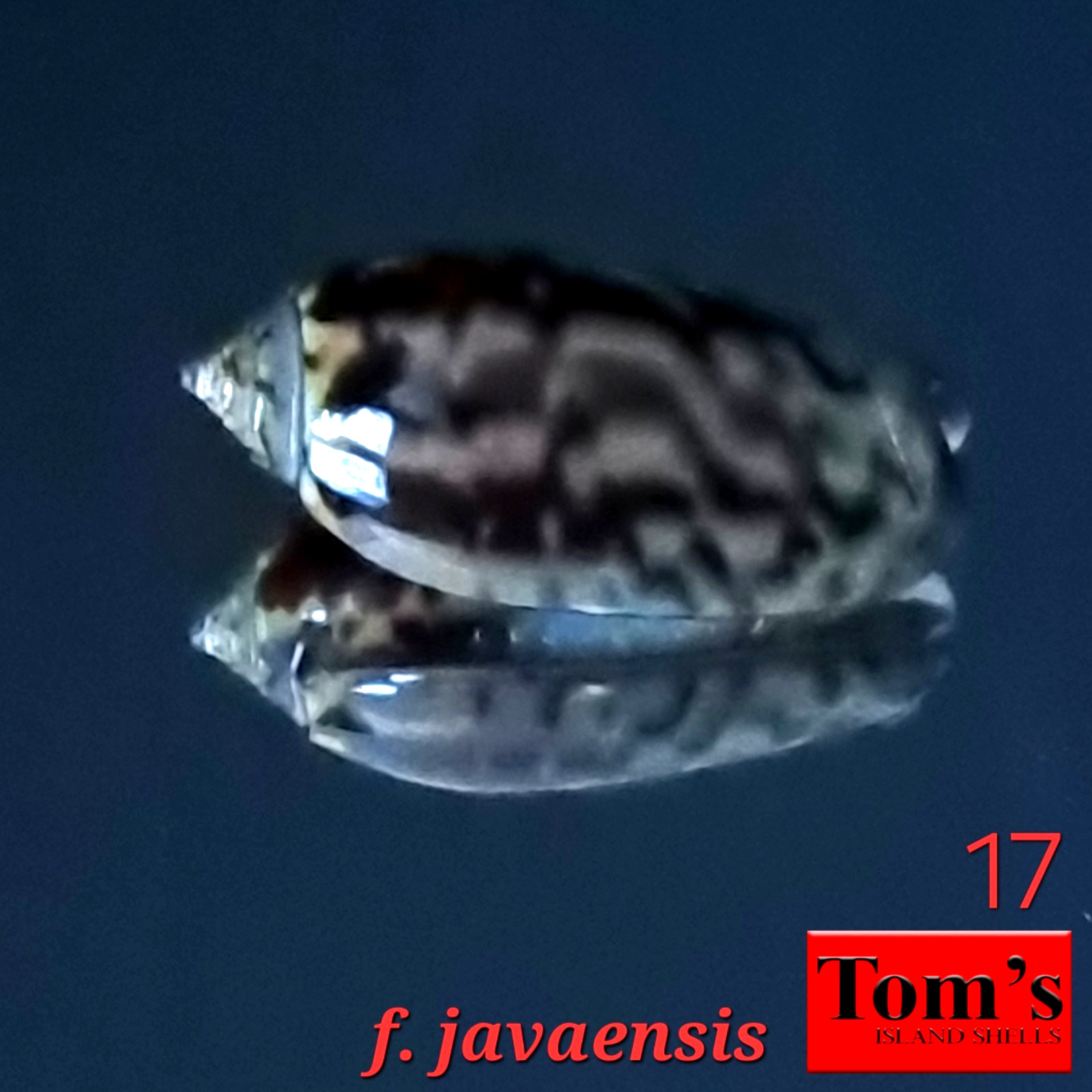 Oliva tigridella f. javaensis #17  23.7mm GEM GORGEOUS BEAUTY from East Java