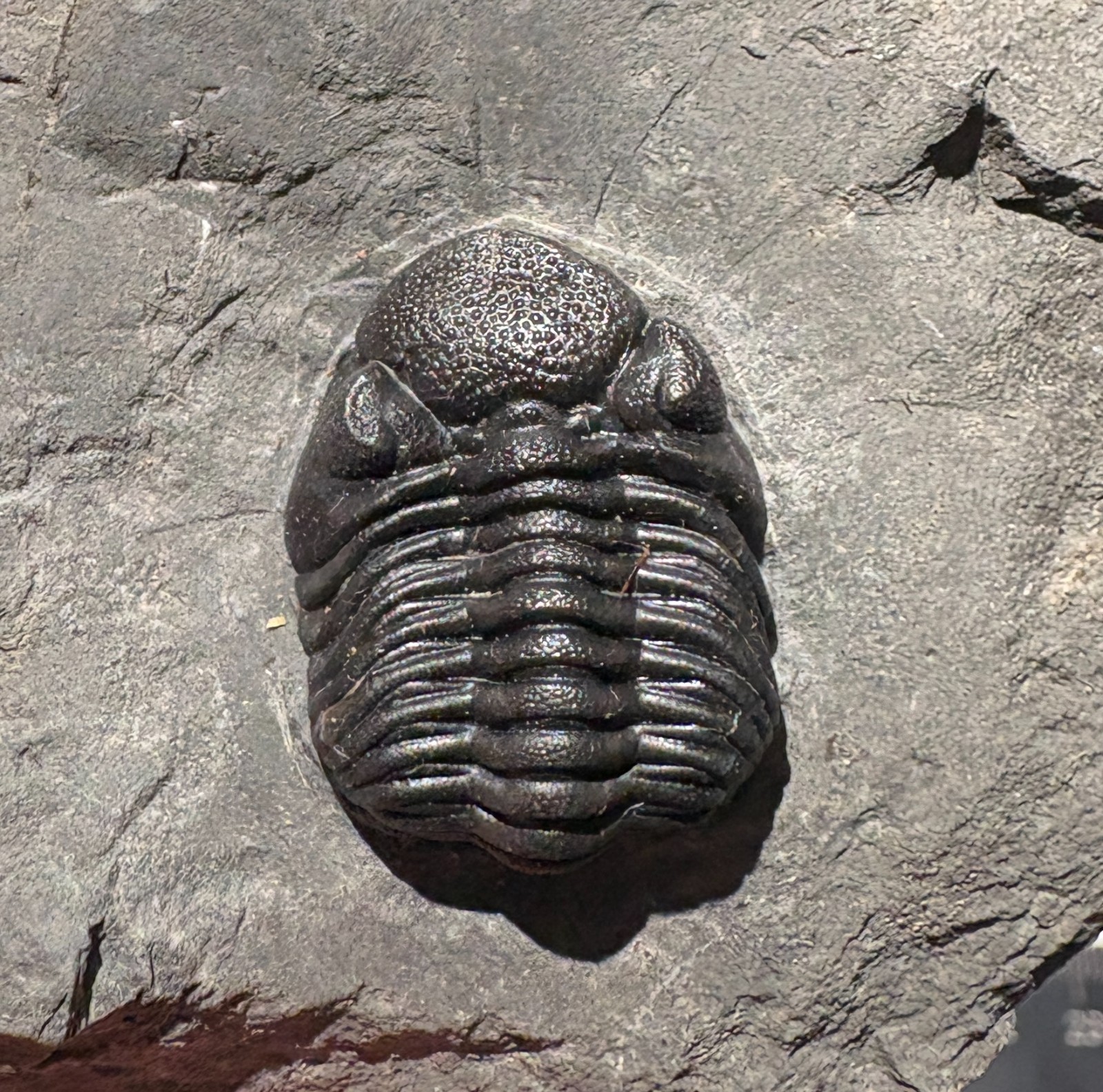 2.3 cm Eldredgeops rana - Windom shale,  Hamburg, NY phacops