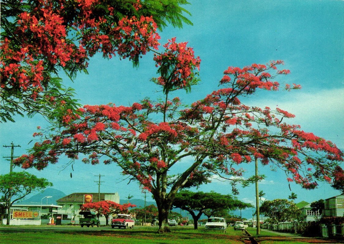 Postcards - VTG Sheridan Street Cairns Queensland Australia Poinciana Trees. Postcards - VTG Sheridan Street Cairns Queensland Australia Poinciana Trees.