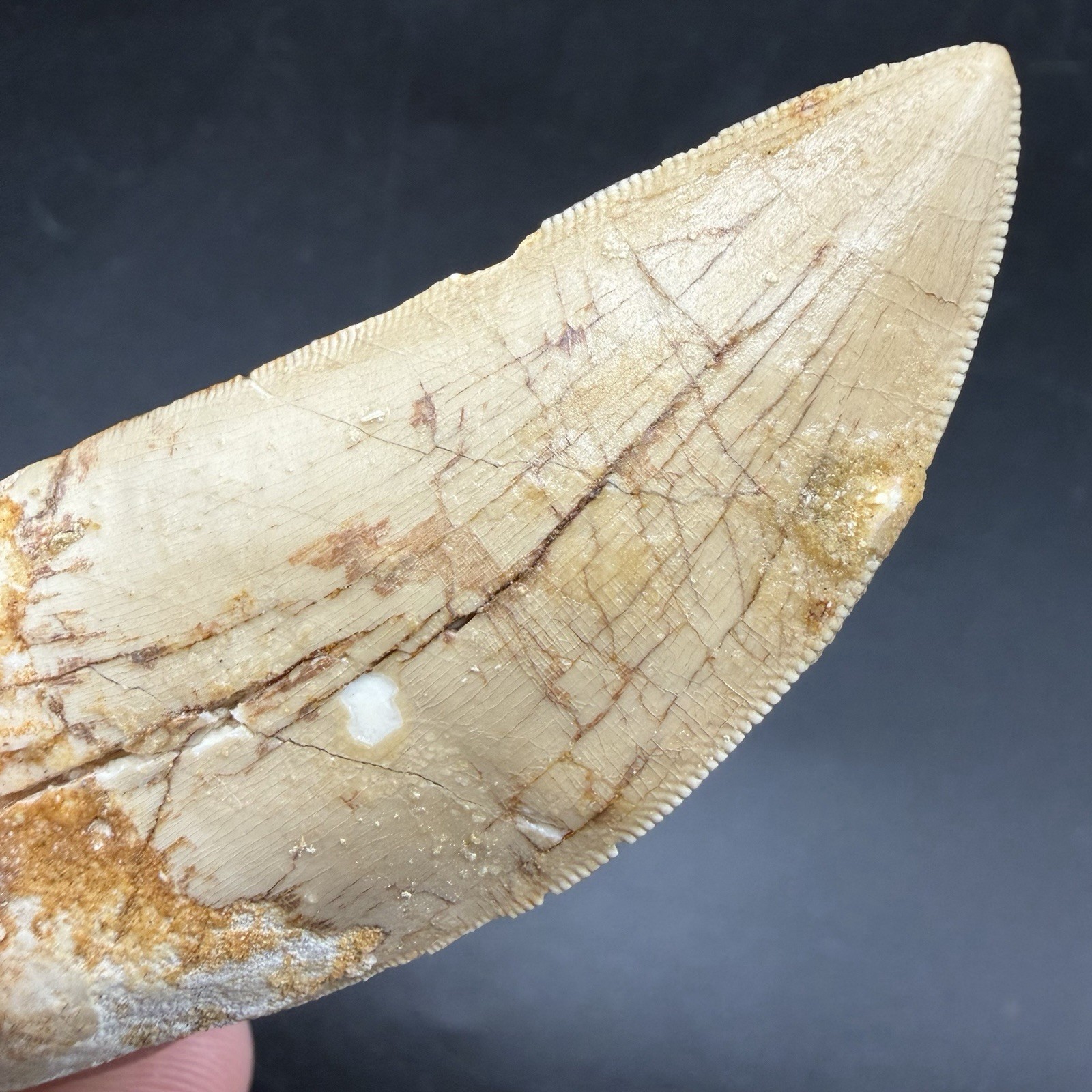 T-Rex Relative - Charcharodontosaurus Dinosaur Tooth Fossil Authentic 2.58”
