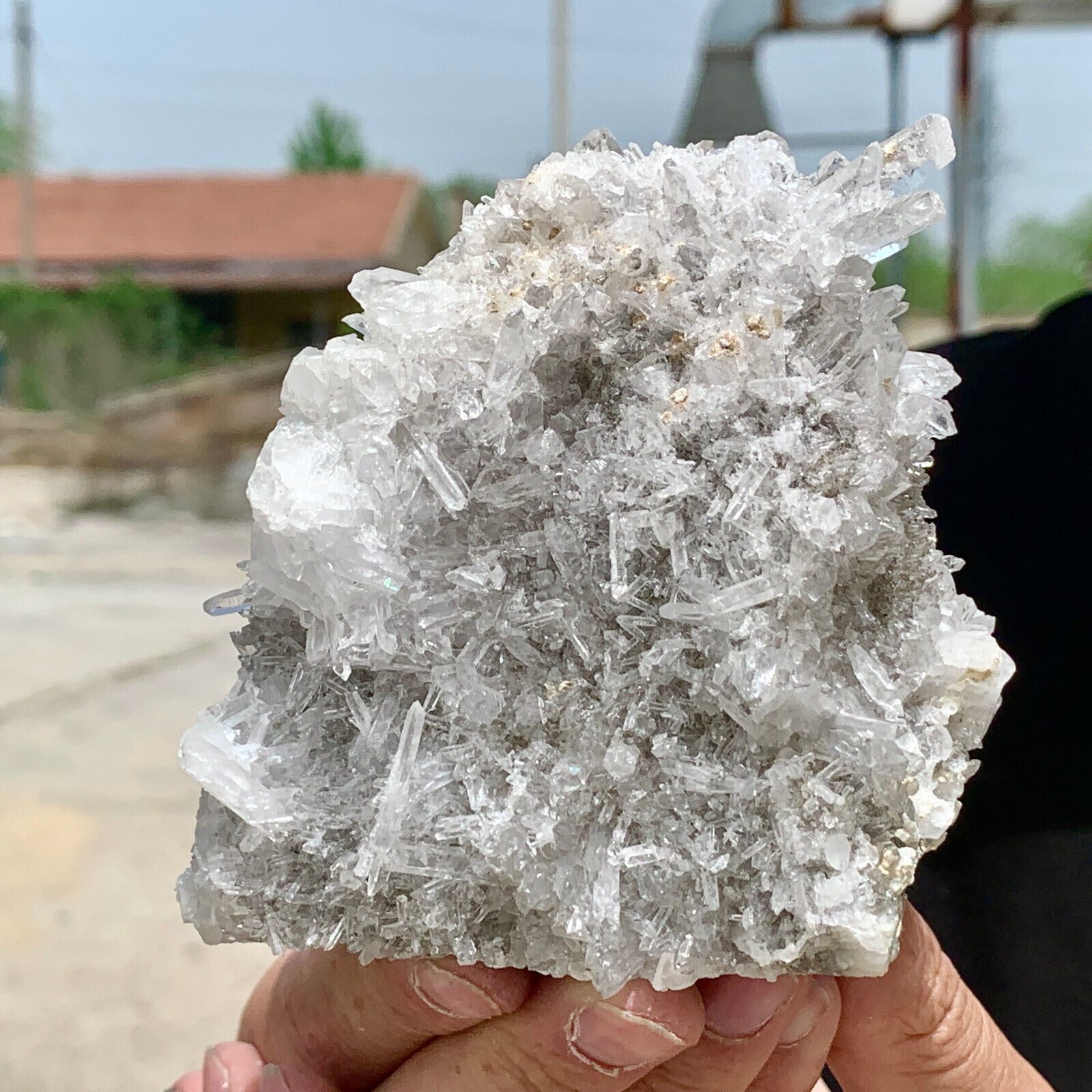 442G A+++ Natural white chrysanthemum Crystal Himalayan quartz cluster /minera