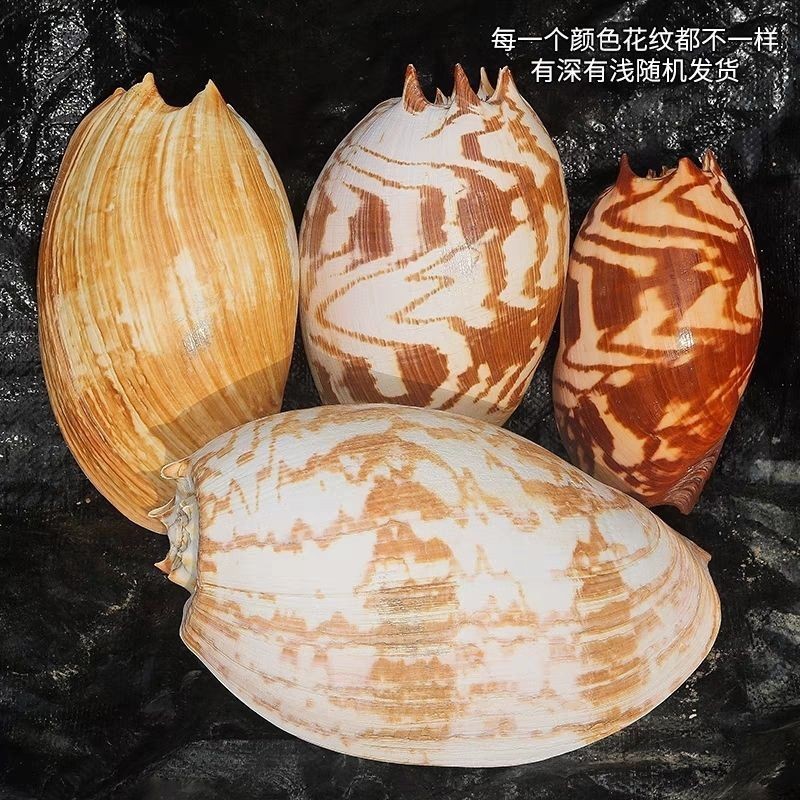 18-20cm Natural Sea Conch Shell Indonesian Coconut Snail Seashell 18-20cm Natural Sea Conch Shell Indonesian Coconut Snail Seashell