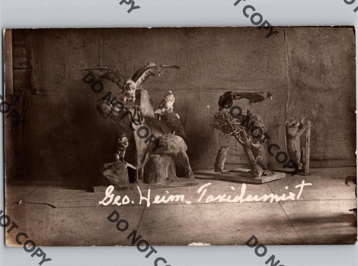 c1910 George Heim Birds Raccoon Taxidermist Taxidermy HUTCHINSON Kansas KS RPPC