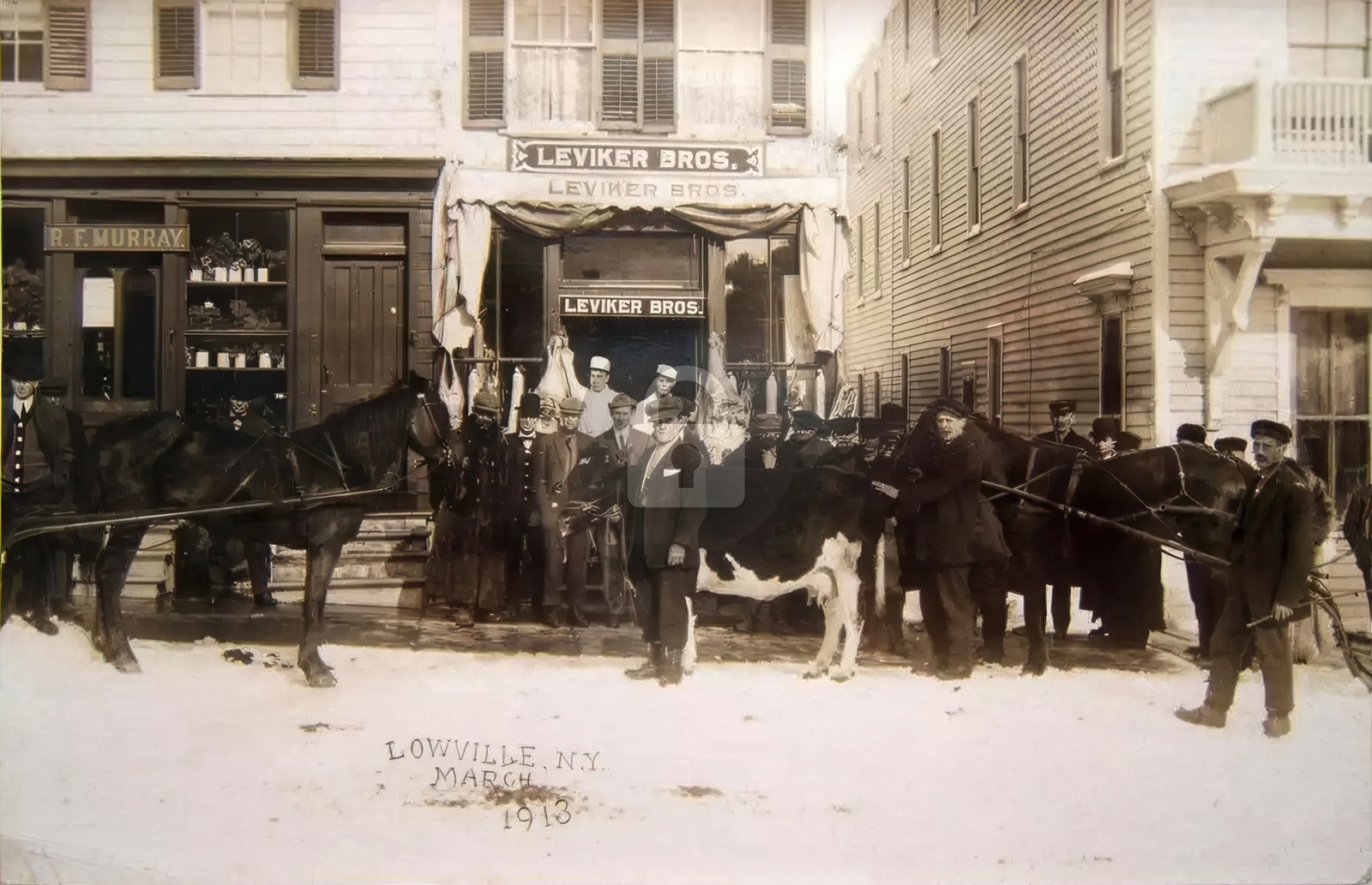 Lowville NY New York Leviker Bros. Cows Horses 1913 RPPC Photo Postcard COPY Lowville NY New York Leviker Bros. Cows Horses 1913 RPPC Photo Postcard COPY