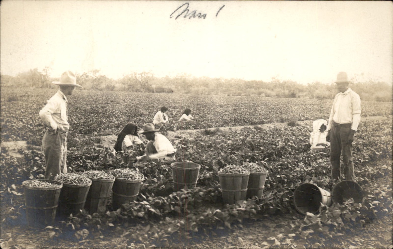 Publ in Harlingen TX Farming Field Workers P. C. Shockey c1910 RPPC Postcard bhn Publ in Harlingen TX Farming Field Workers P. C. Shockey c1910 RPPC Postcard bhn