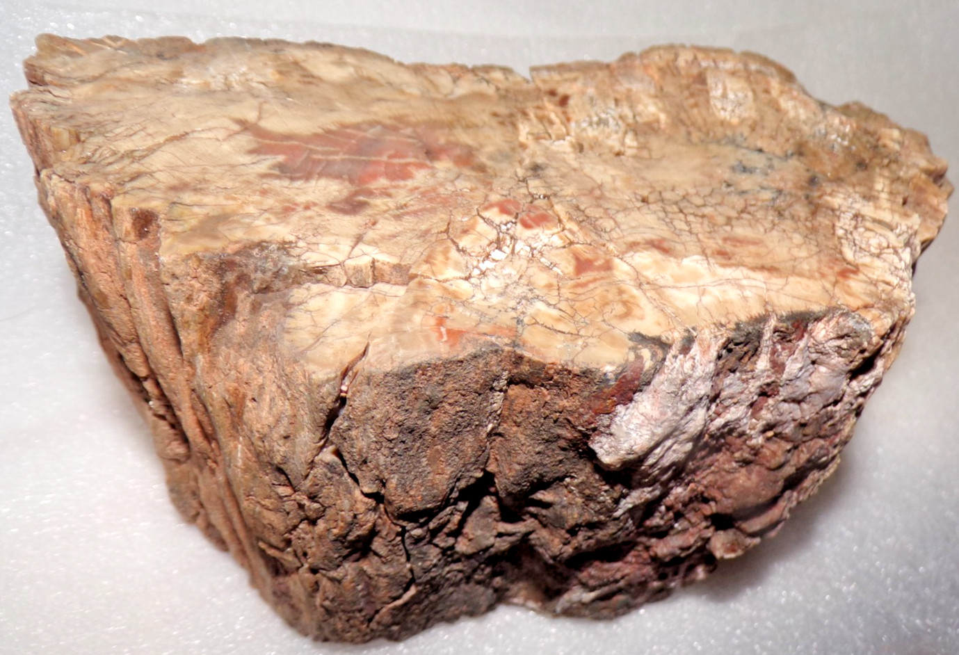 Full Round Araucarioxylon Petrified Wood 6 Lb 5.5 oz North AZ Petrified Forest Full Round Araucarioxylon Petrified Wood 6 Lb 5.5 oz North AZ Petrified Forest