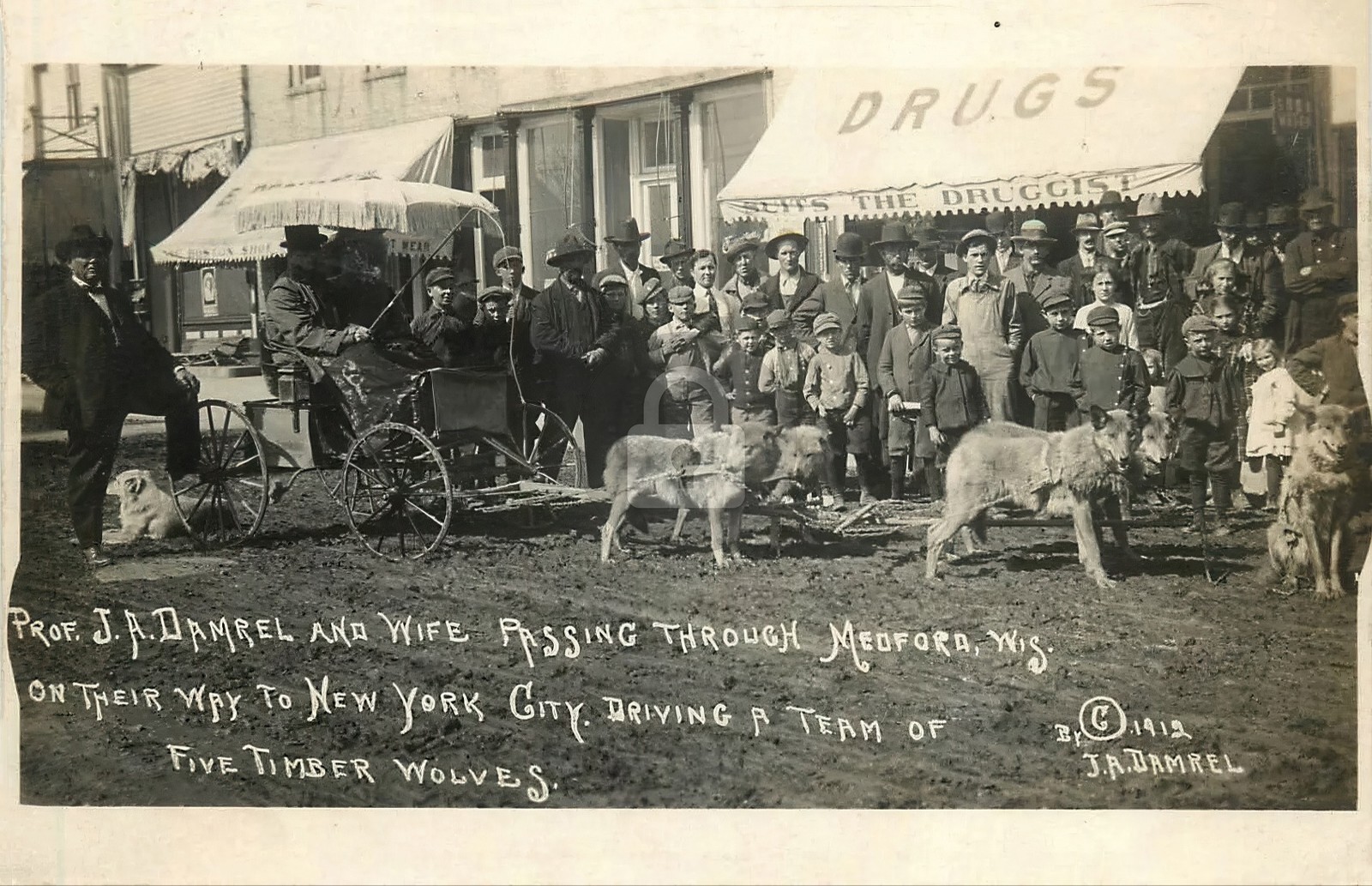 Medford WI Wisconsin Harnessed Timber Wolves c1910 RPPC Photo Postcard COPY Medford WI Wisconsin Harnessed Timber Wolves c1910 RPPC Photo Postcard COPY