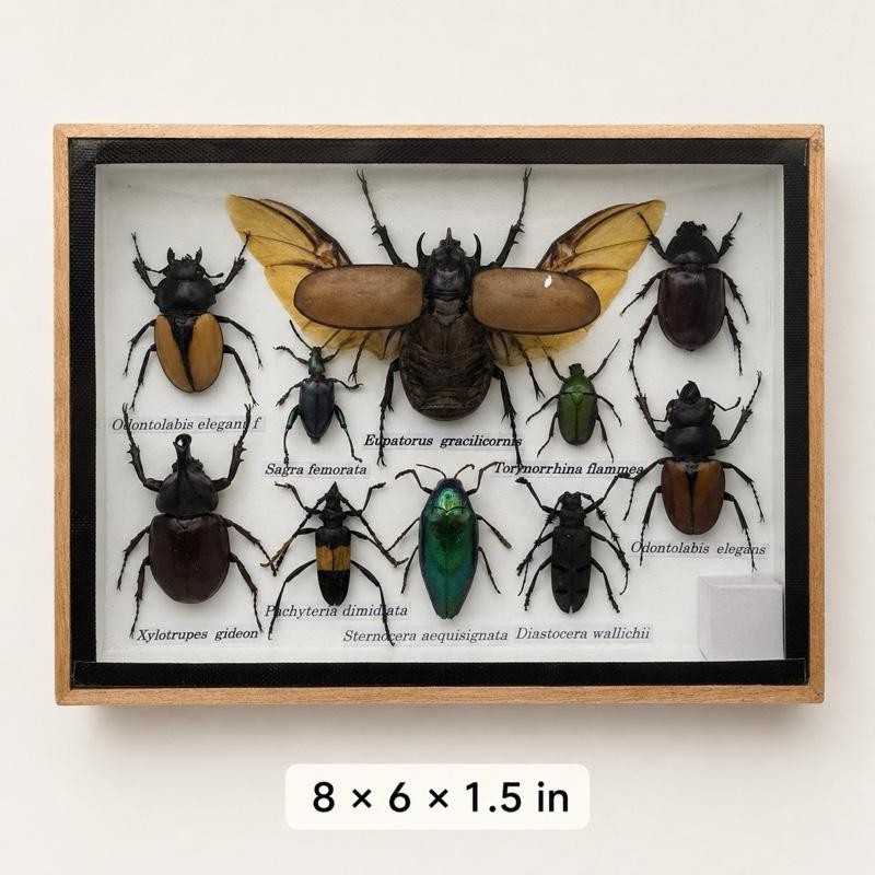 Real 5-Horned Rhinoceros Beetle & Mixed Insect Display Frame, 8×6 in