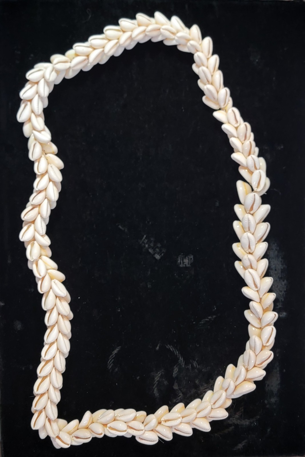 Vintage HAWAIIAN Pikake Style Cowrie Shell Lei 19\ Vintage HAWAIIAN Pikake Style Cowrie Shell Lei 19\