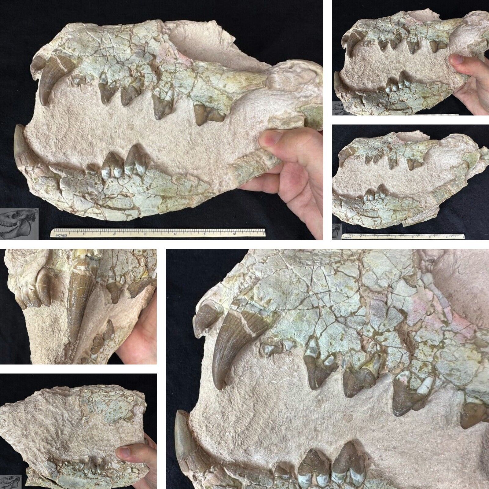 Rare Large Hyaenodon Partial Skull, Hyaenodon horridus, Fossils, Oligocene, K320