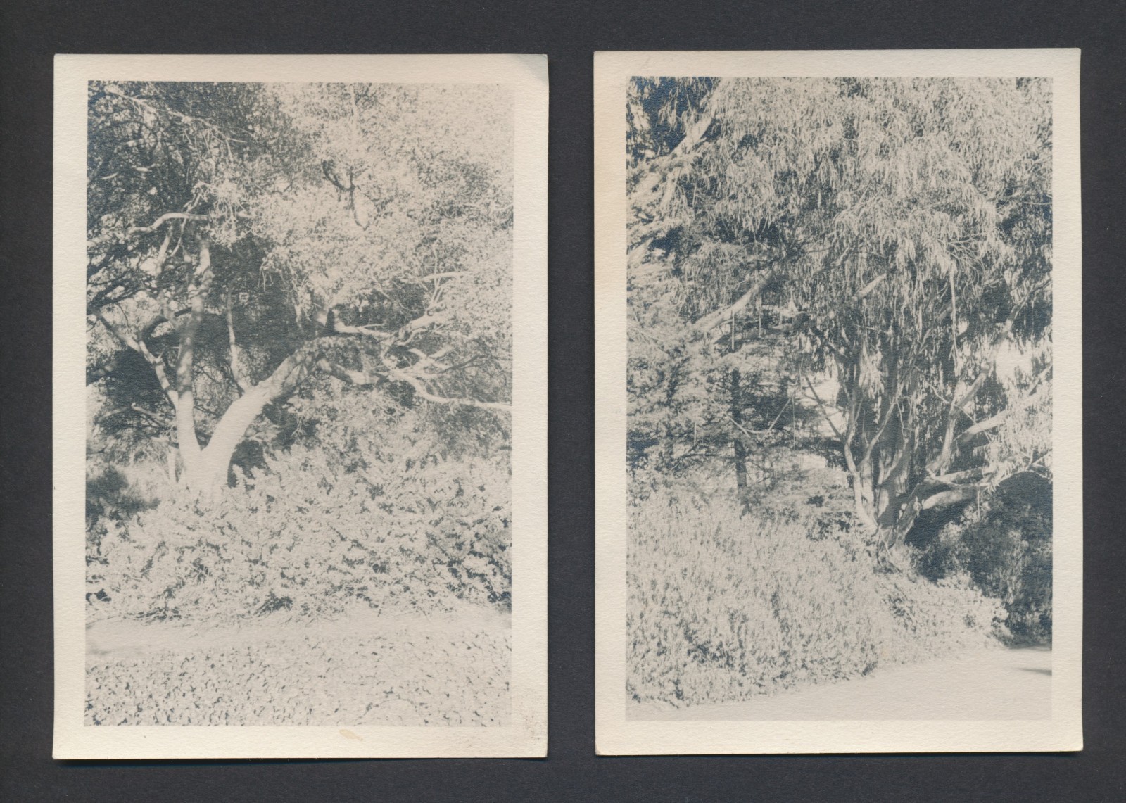 Lot of 2 c1930s Photos Marin County Californis Tree Landscapes by Stetson Hindes Lot of 2 c1930s Photos Marin County Californis Tree Landscapes by Stetson Hindes