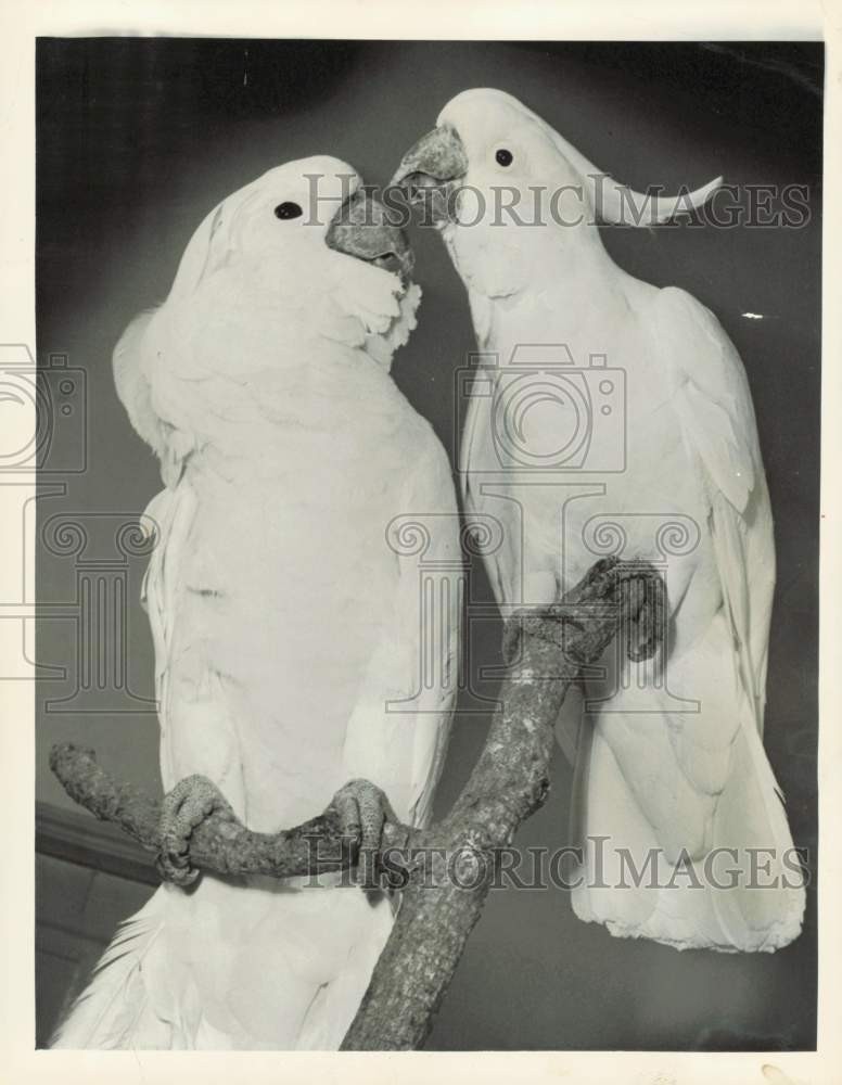 1948 Press Photo A pair of cockatoos on a branch - lra59010 1948 Press Photo A pair of cockatoos on a branch - lra59010