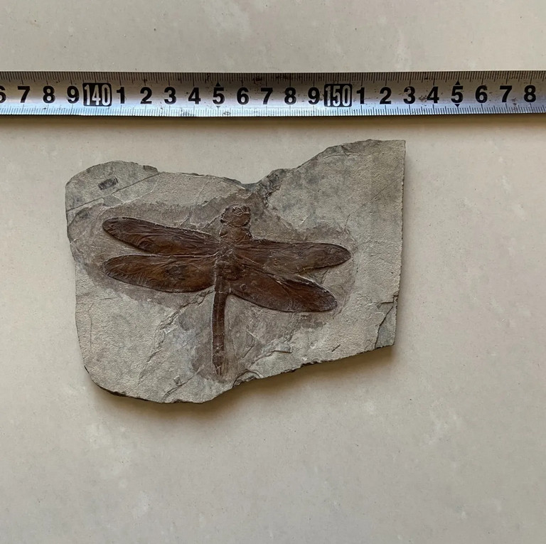 Unique dragonfly fossils from a rare Chinese Triassic collection X6020414