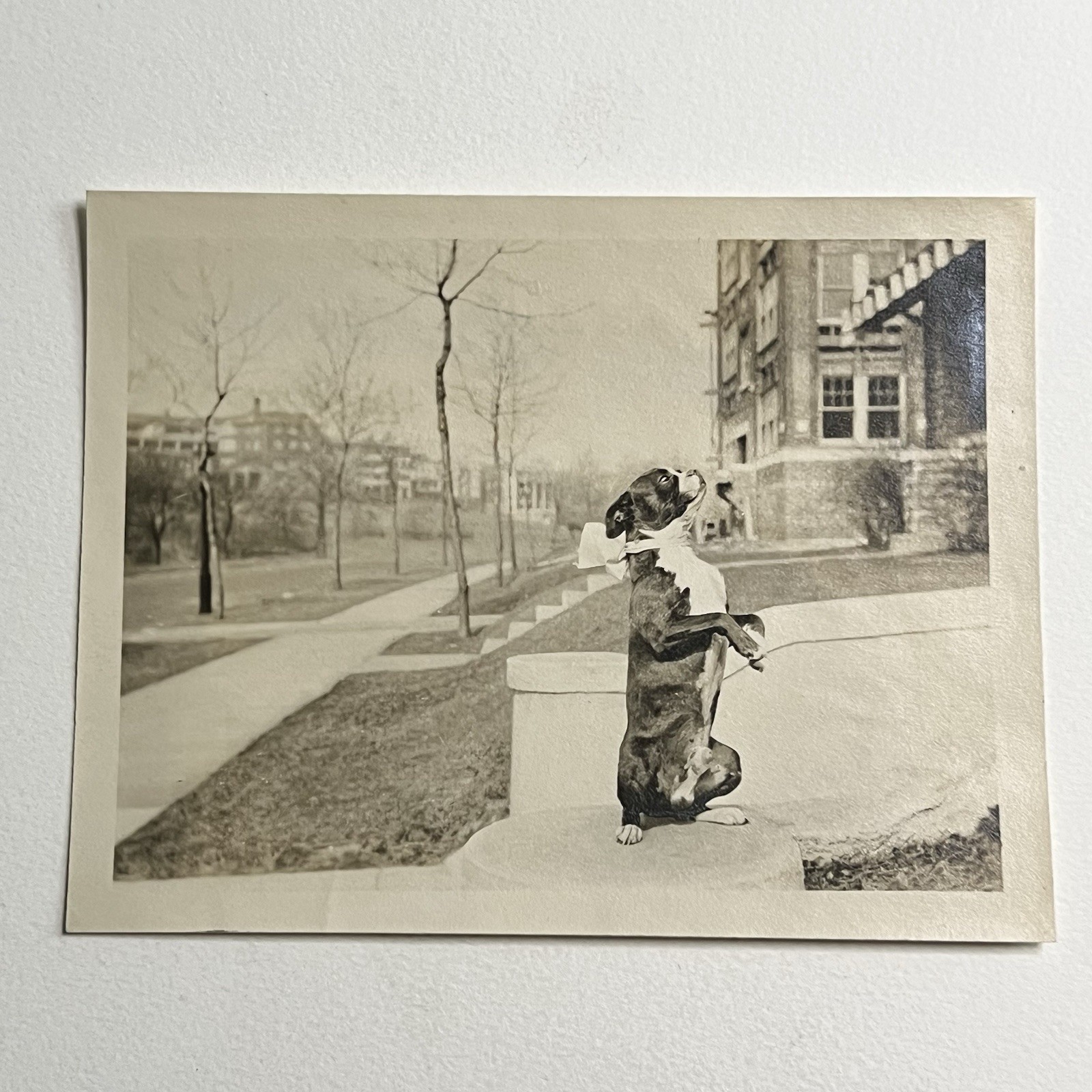 Vintage B&W Snapshot Photograph Adorable Boston Terrier Dog Standing Trick